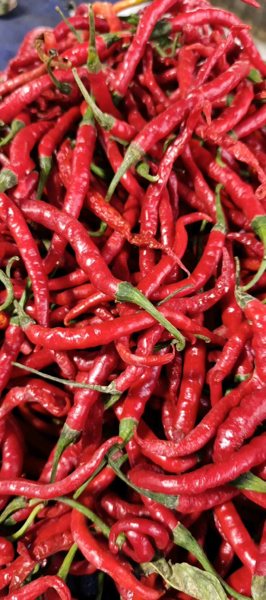 A close-up, vertical shot shows a large pile of bright red chili peppers. The peppers are long and slender, with some appearing slightly wrinkled and dried, while others are smooth and glossy. They are densely packed, with many of them overlapping, creating a textured surface. Green stems are visible on many of the peppers, and some dried green leaves are also interspersed within the pile. The lighting highlights the vibrant red color and creates subtle shadows, adding depth to the arrangement. The background is dark and out of focus, further emphasizing the chili peppers as the sole subject. This image was taken in the city of Jambi, Indonesia.