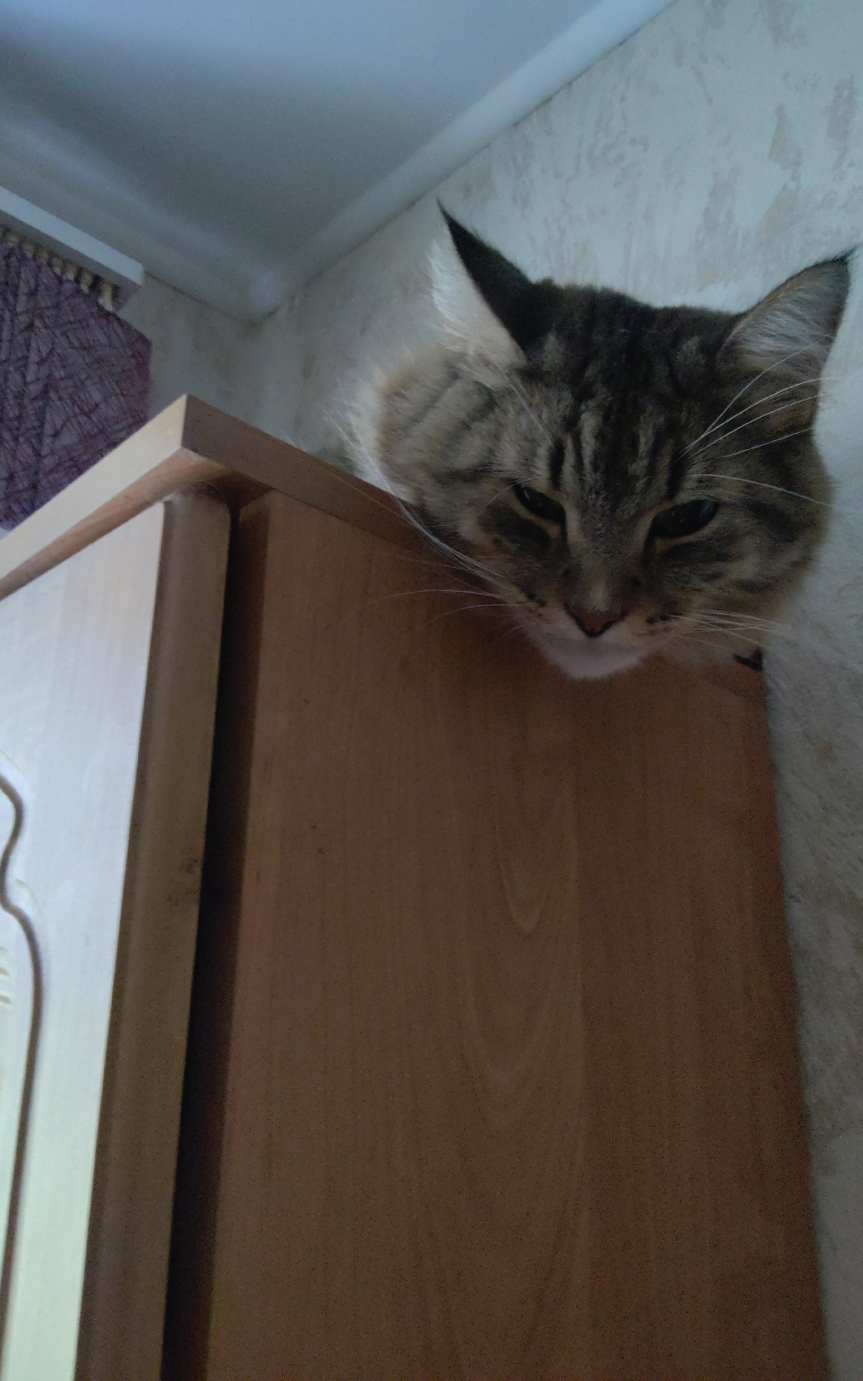 A tabby cat with brown and black fur is perched on top of a light brown wooden cabinet. The cat's head is turned towards the camera, and its eyes are partially closed. Its fur appears long and fluffy. The cabinet has a smooth, light brown surface with visible wood grain. The background consists of a textured, off-white wall and a light blue ceiling with a white trim. To the left of the cabinet, a portion of a purple curtain is visible. The image is taken from a low angle, looking upwards at the cat and the cabinet.
