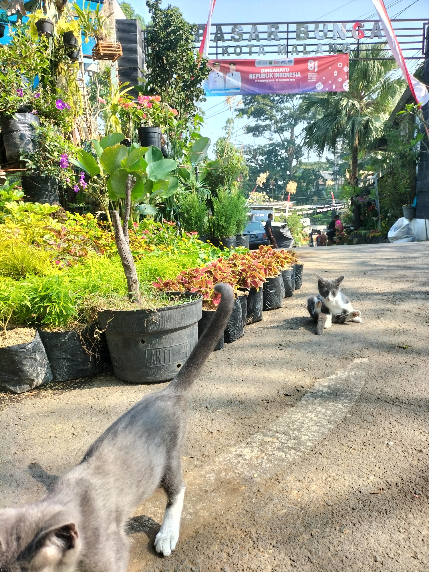 In Malang, Indonesia, a sunny outdoor scene unfolds at a flower market. In the foreground, a grey kitten with white paws walks away from the camera, its tail extended. To the right, a grey and white cat is sitting on the ground, grooming its paw. Behind the cats, a row of potted plants, including some with colorful foliage and purple flowers, are arranged along the side of a paved road. In the background, a banner proclaiming "DIRGAHAYU REPUBLIK INDONESIA 17 AGUSTUS 1945 - 17 AGUSTUS 2025" and "81" is hung above the market entrance. Several trees and a car are also visible in the distance. The overall atmosphere is lively and festive, indicative of a local market during a national celebration.