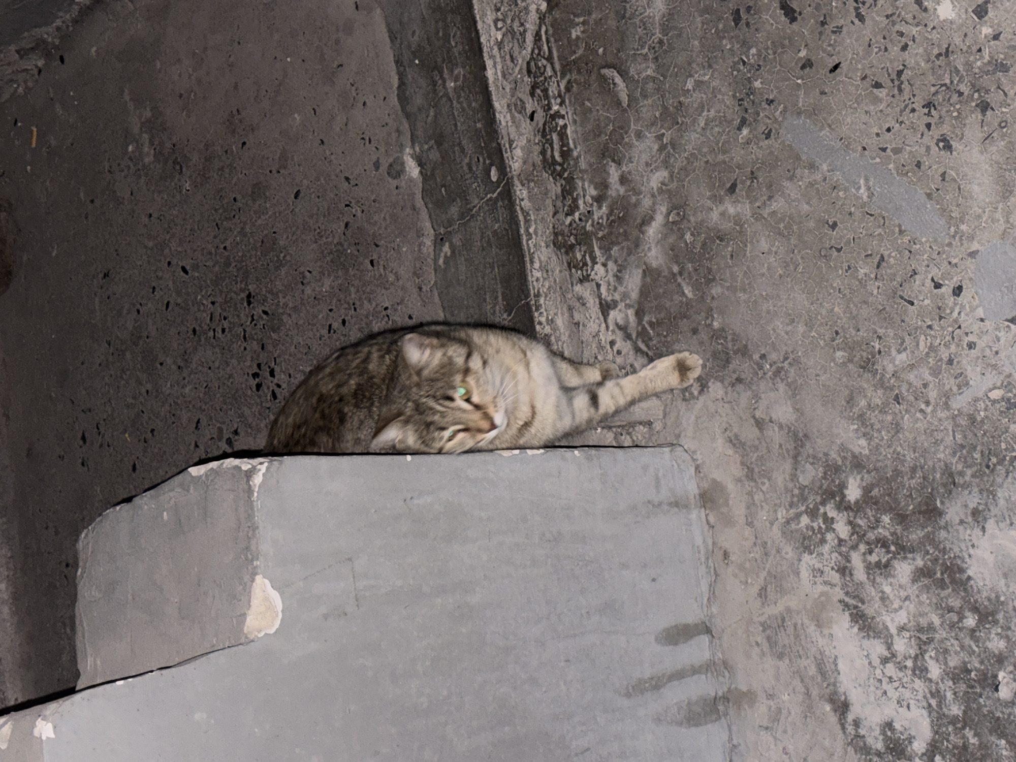 A tabby cat with green eyes lies on a gray concrete ledge in Yerevan, Armenia. The ledge appears to be part of a building's exterior or a structural component in an urban area. The surrounding walls are also gray concrete, showing signs of wear and weathering. The lighting suggests it is nighttime or a dimly lit area. The cat is the only visible subject.