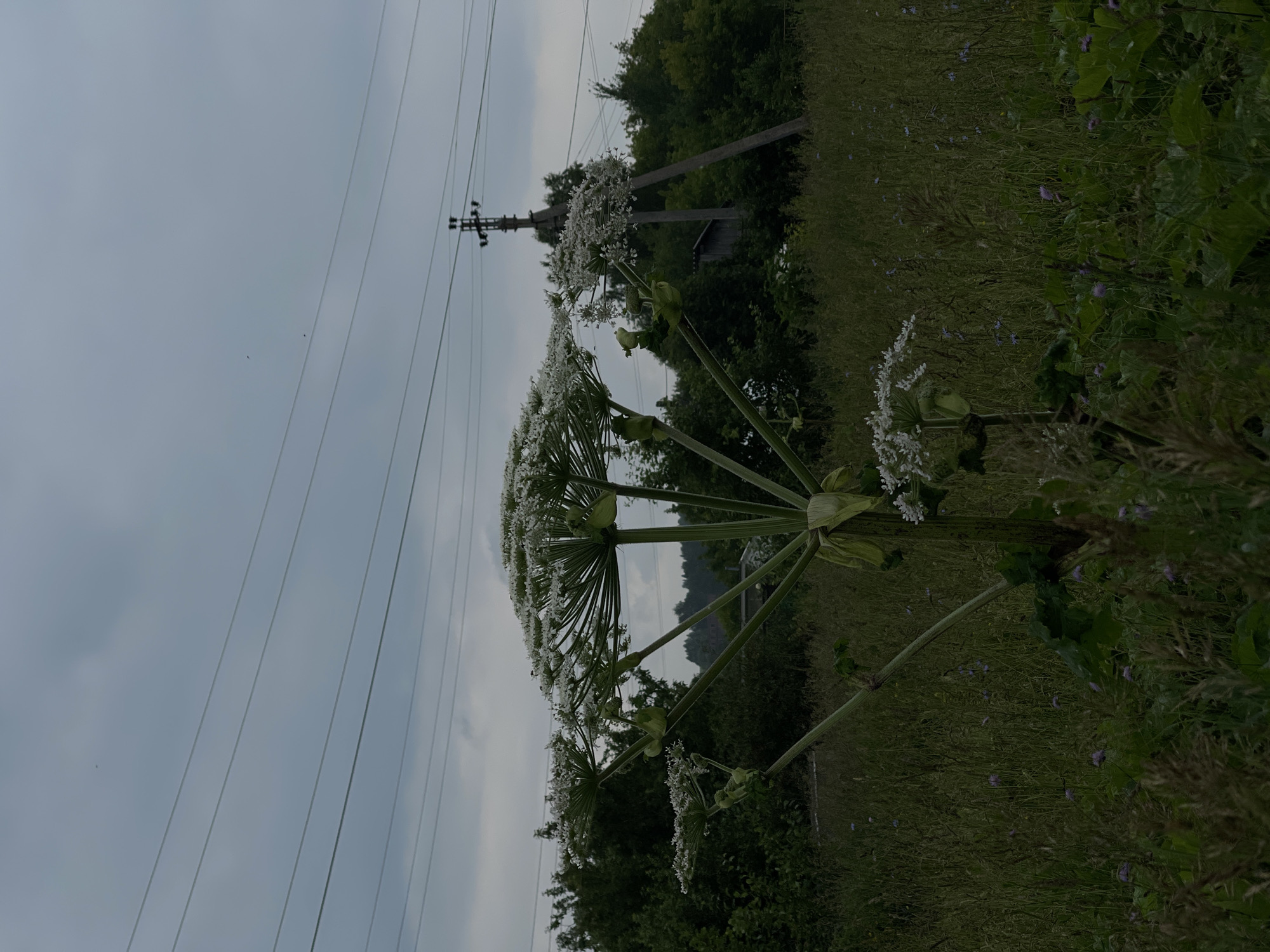 This image captures a low-angle view of a giant hogweed plant in bloom, its large white flower clusters dominating the foreground. The plant is positioned vertically, with its stem and broad leaves extending upwards. In the background, several utility poles with power lines stretch across the frame, silhouetted against an overcast sky. The scene is a natural setting, likely a field or roadside, with dense green foliage and some smaller purple wildflowers scattered among the grass. The lighting suggests it's daytime, possibly late afternoon, under cloudy or overcast weather conditions, which contributes to a somewhat muted and subdued color palette. No people are visible, and the focus is on the impressive scale of the hogweed and the utilitarian presence of the power lines. The overall impression is one of nature's wild growth juxtaposed with human infrastructure.