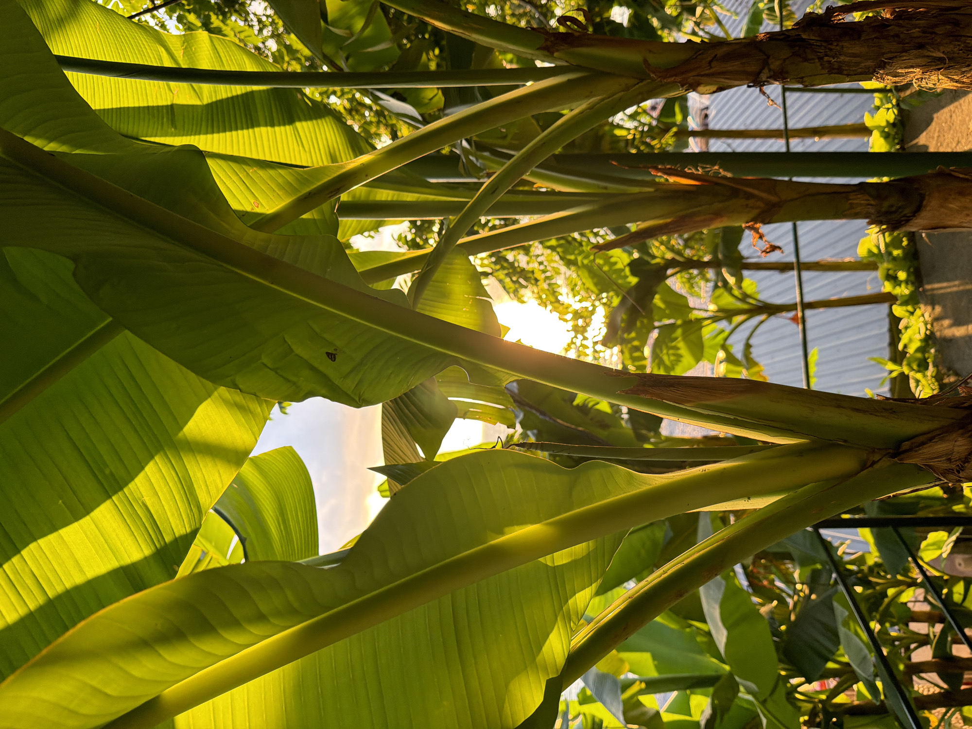 The image depicts a cluster of banana trees with lush green leaves, bathed in the warm glow of the setting sun. The camera angle is low, looking up through the leaves, which create a dappled pattern of light and shadow. In the background, a light-colored roof structure is visible, along with other foliage and a fence. The sky above is a soft orange and yellow, indicative of sunset. The overall impression is one of a serene outdoor environment, possibly a garden or courtyard in a tropical or subtropical climate. No people or specific actions are visible in the image. The location is identified as Buknari, Georgia.