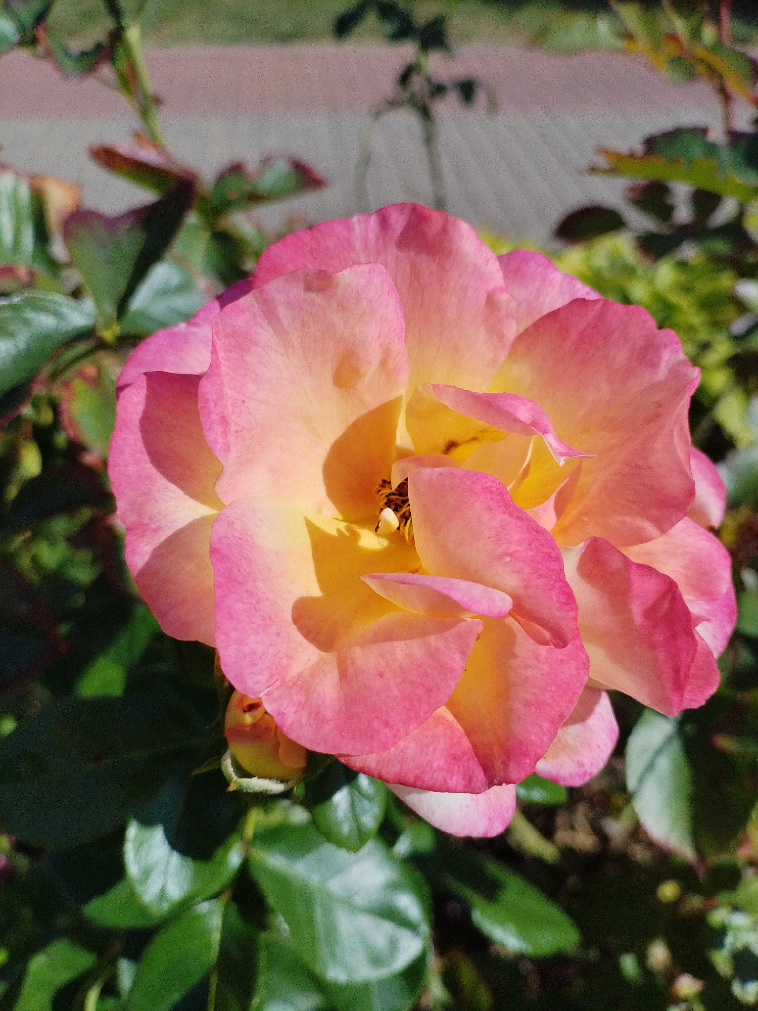 A close-up, top-down view of a rose in full bloom, displaying vibrant pink and yellow petals. The rose is centered in the frame, with its delicate petals unfurling to reveal the inner structure. Surrounding the rose is lush green foliage, with some leaves casting shadows on the petals. The background is softly blurred, suggesting a natural outdoor setting, likely a garden. There are no people or specific man-made structures clearly visible in the immediate vicinity of the rose, though a hint of a pathway or ground surface can be seen in the upper background, suggesting it is in a park or garden setting in Bialynichy, Belarus.