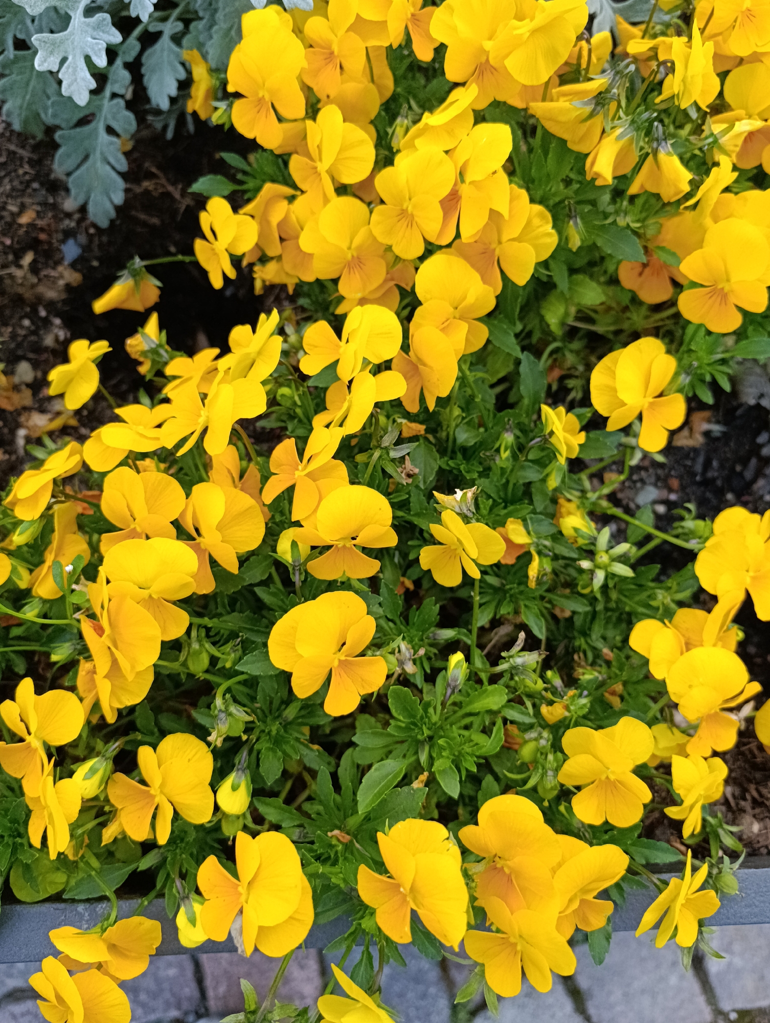 A high-angle close-up shows a dense cluster of bright yellow flowers, likely pansies or violas, amidst lush green foliage. The flowers appear to be in full bloom. To the upper left of the frame, there are a few dusty-grey leaves. Some bare soil is also visible. A grey surface appears in the bottom corner. The location is Unknown, Unknown.