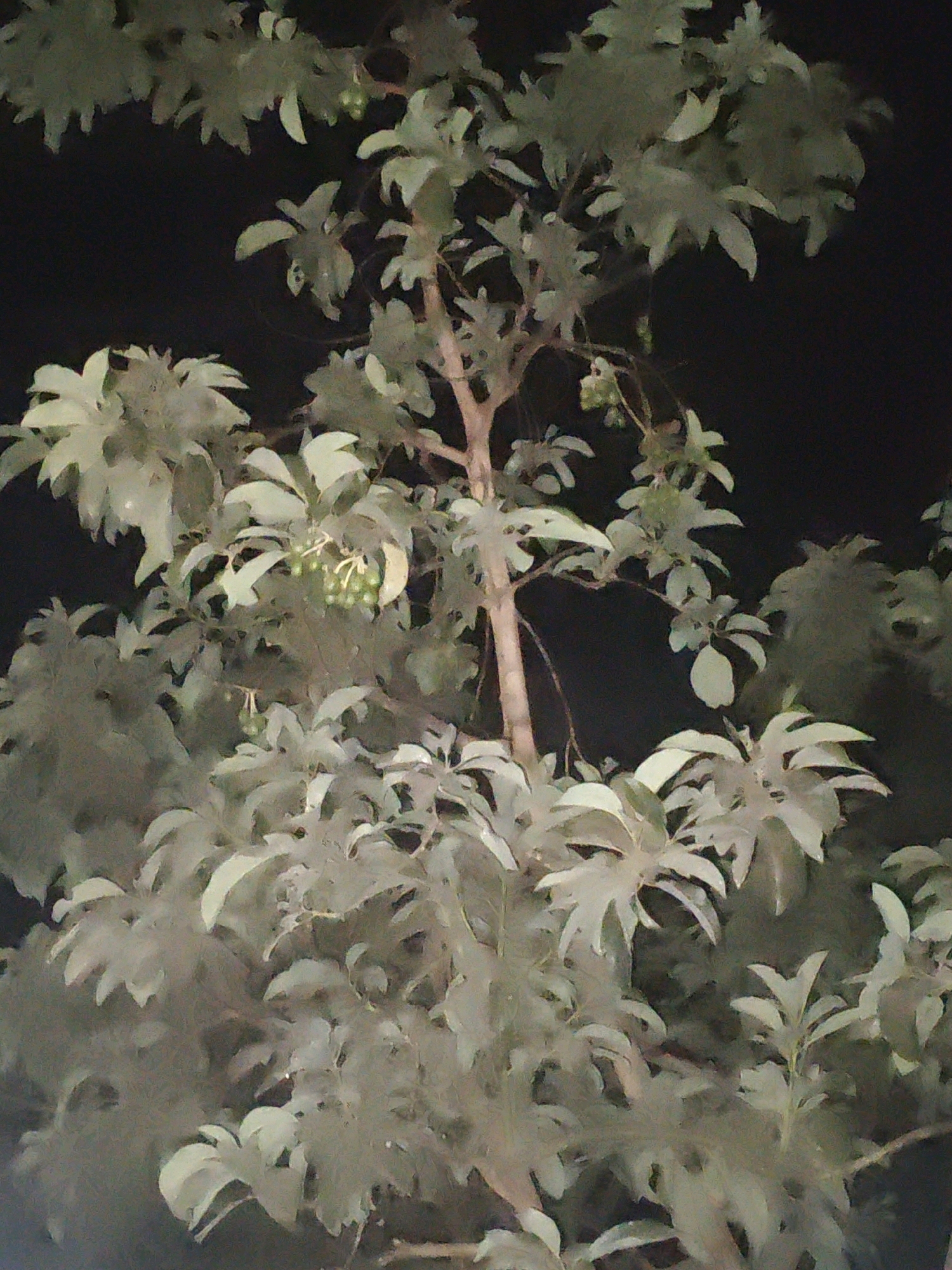 A close-up, slightly out-of-focus photograph captures a cluster of pale green leaves and branches of a tree against a dark, possibly nighttime, background. The image shows the texture and shape of the leaves, some of which are broad and serrated, while others are smaller and more ovular. Small, round, light green fruits or berries are visible clustered on some of the stems. A portion of the tree's trunk, with a rough, brown texture, is visible on the left side of the frame. The overall impression is one of organic growth and natural detail, with the dark background emphasizing the light color of the foliage and fruit. This image was taken in the city of Karang Sari, Indonesia.