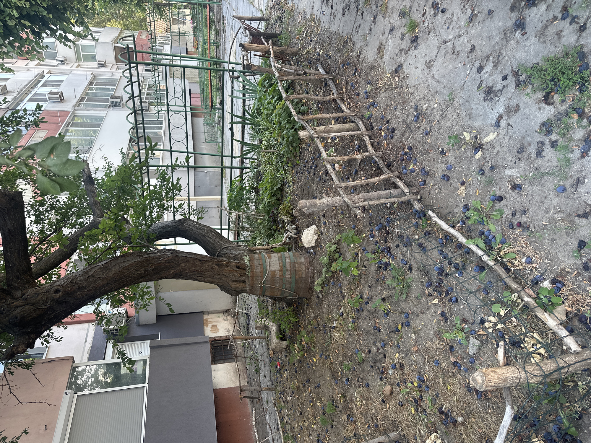 The image depicts an outdoor scene with a focus on a small, unkempt garden area in front of an apartment building. A large tree with a thick, gnarled trunk dominates the center of the frame. The tree's base is surrounded by a wooden barrel, and a rope is tied around it. The ground is covered with dry leaves, dirt, and a significant number of fallen dark fruits, likely plums, scattered across the area. A rustic, handmade wooden fence, constructed from branches and posts, separates the garden from a concrete path. Behind the garden, a portion of a multi-story apartment building is visible, featuring windows with blinds and air conditioning units. A green metal fence with decorative elements and some benches can be seen further back, suggesting a communal outdoor space. The overall impression is one of neglect and the natural process of fruit falling from a tree. There are no people or animals visible in the image.