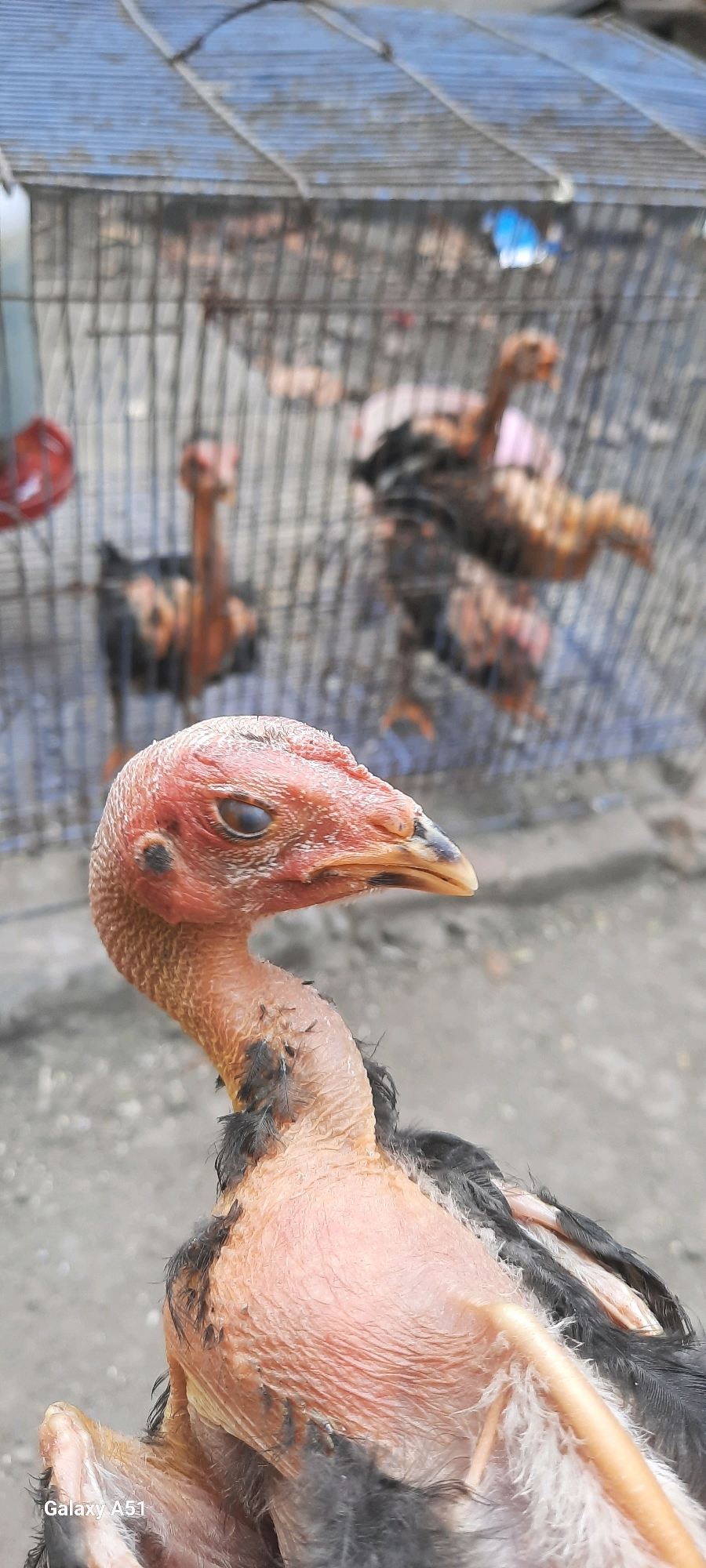 A close-up, head-and-shoulders shot of a pale, scaly-skinned chicken with its eyes closed. The chicken's head is tilted slightly to the right, and its beak is visible. Dark feathers are sparse around its neck and chest. In the background, out of focus, are other chickens in a cage. The cage is constructed with wire mesh and has a corrugated metal roof. The ground appears to be dirt. The scene is outdoors, with a hint of a blue sky above the cage. The bottom left corner of the image contains a watermark that reads "Galaxy A51". The image was taken in Jatitengah, Indonesia.