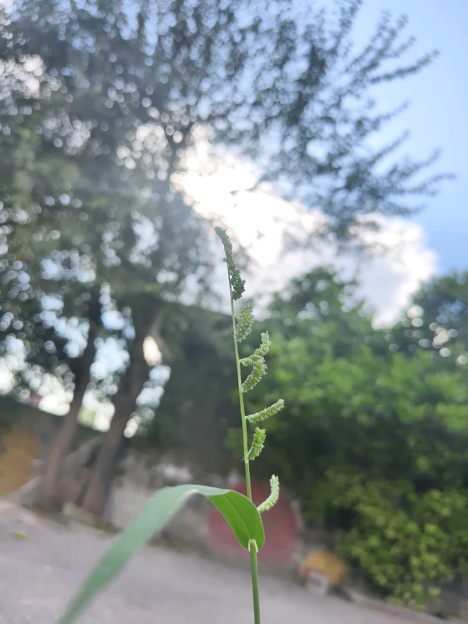 In the city of Poonch, India, a close-up, low-angle shot focuses on a single stalk of grass with developing seed heads. The stalk, a vibrant green, stands tall and thin, its delicate structure visible against a soft-focus background. The seed heads, also green, are clustered along the upper portion of the stalk, some appearing fuzzy or elongated. A broad, green leaf emerges from the lower part of the stalk, curving gently. The background is a blur of natural elements and hints of urban surroundings. Lush green foliage forms a soft wall behind the grass, punctuated by the diffused circles of bokeh, suggesting dappled sunlight filtering through leaves. In the upper portion of the image, a bright, hazy sun is visible, partially obscured by clouds and tree branches, casting a warm glow. The sky is a pale blue, with soft white clouds. The lower background, out of focus, reveals a textured ground, possibly a pavement or dirt path, and indistinct shapes that could be structures or objects within the urban landscape. The overall impression is one of a tranquil moment captured in nature, with the grass stalk as the central, sharp subject.