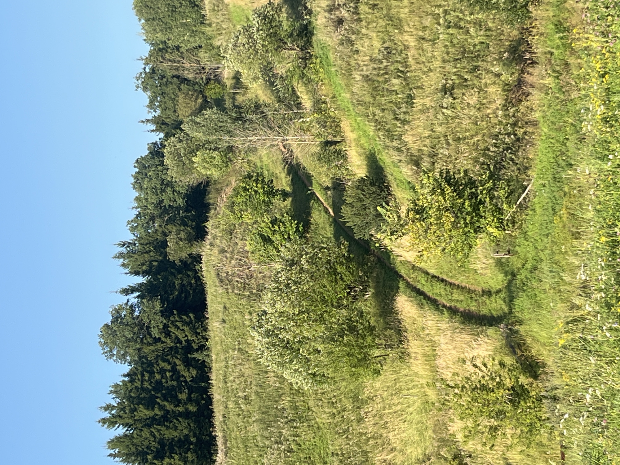 The image depicts a rural landscape under a clear blue sky. In the foreground, a grassy field with scattered wildflowers leads up a gentle slope. A dirt path, worn by foot or vehicle traffic, curves through the grassland, ascending the hill and disappearing among the trees. Various trees and shrubs are scattered across the hillside, with a dense line of dark green coniferous trees forming a backdrop along the ridge. The overall impression is of a natural, undeveloped area, characteristic of the countryside surrounding Srednie Pinyachi, Russia. There are no people or animals visible in the image.