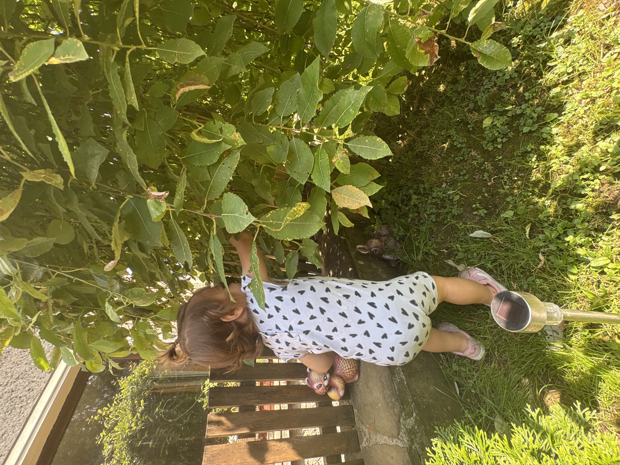 A young child, seen from behind, is reaching into a dense bush with green leaves. The child is wearing a white outfit patterned with black hearts and pink shoes. Their hair is pulled back into a ponytail. They are positioned on a patch of grass next to a wooden fence. To the right of the child, a solar-powered garden light is visible. In the background, a brown, owl-shaped garden ornament can be seen among the greenery. The scene appears to be outdoors on a sunny day, likely in a garden or backyard, given the presence of plants, grass, and garden ornaments. The lighting suggests it is daytime, possibly late afternoon due to the long shadows. The child's posture and the act of reaching into the bush imply curiosity or exploration. The setting is consistent with a residential area in Troyan, Bulgaria. No visible text is present in the image.