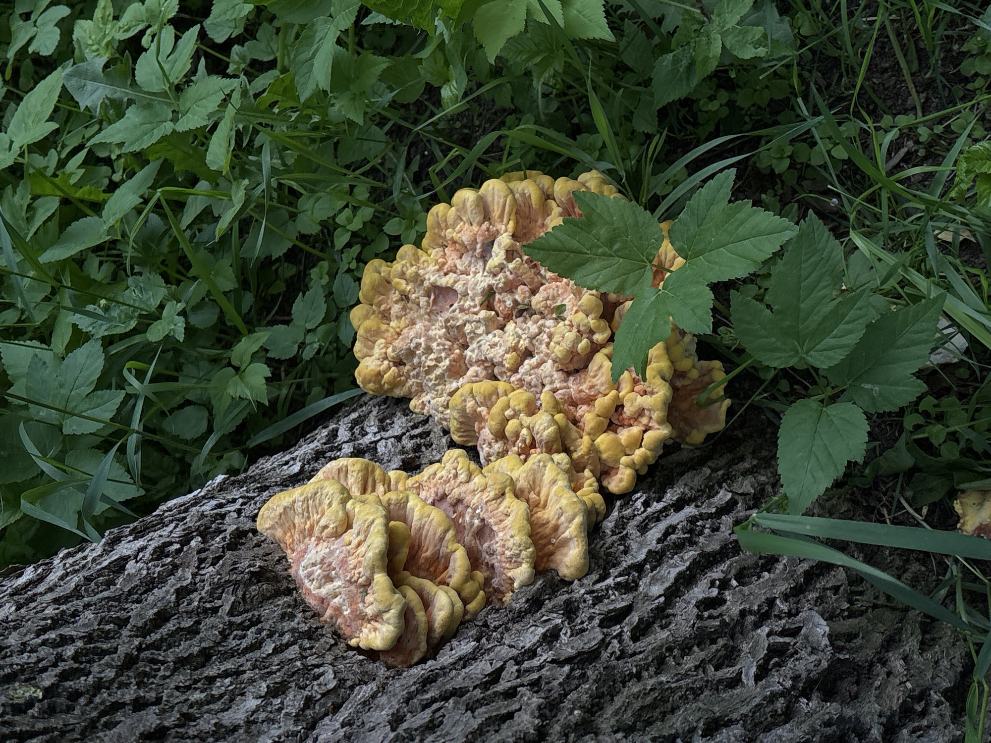 The image shows a cluster of yellow and pink mushrooms growing on a fallen log. The log has dark gray, deeply textured bark. Green foliage surrounds the mushrooms and log, including various leafy plants and blades of grass. The mushrooms have a ruffled, layered appearance. The overall environment appears to be a wooded area. It is not possible to confirm the location of the photo within Saint Petersburg, Russia, with the available information.