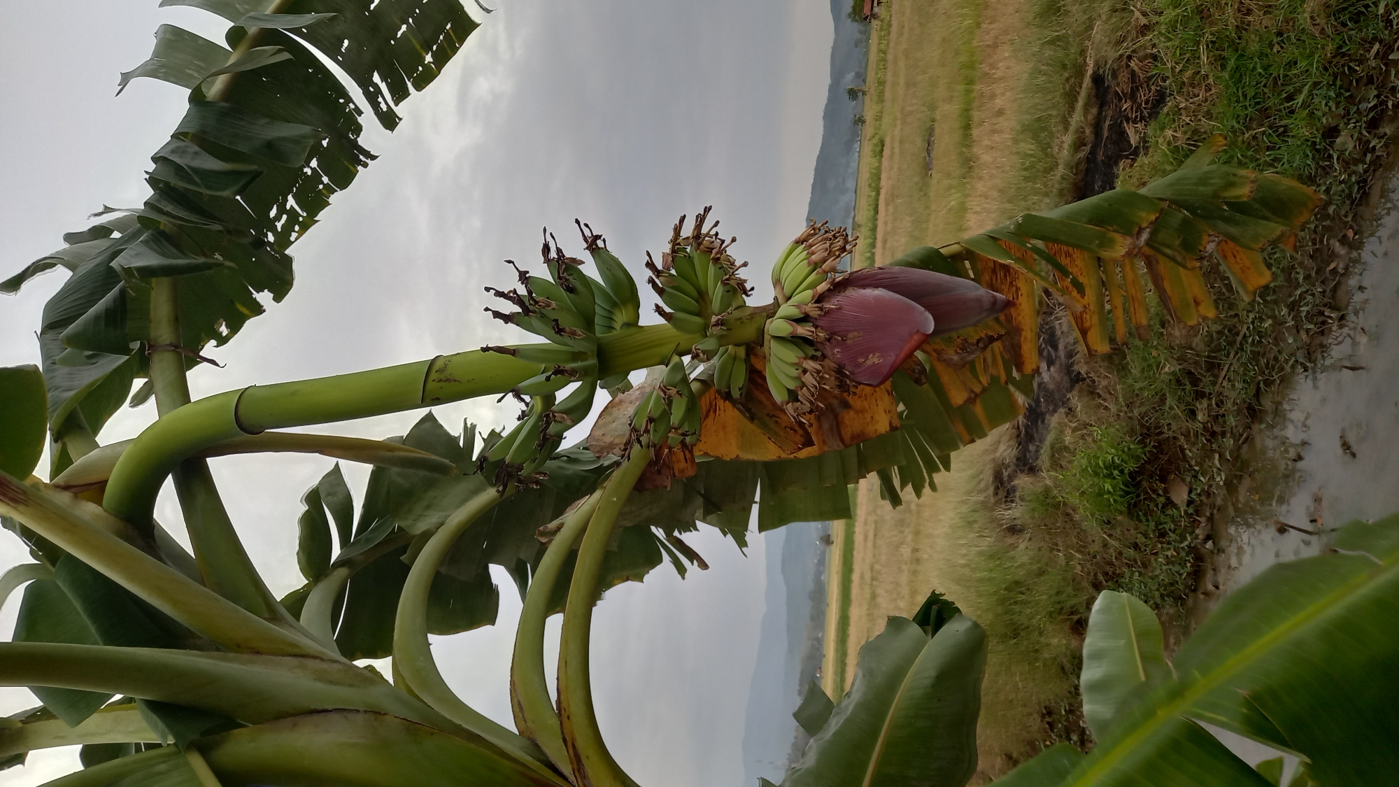 A close-up, eye-level shot captures a banana tree with a developing bunch of green bananas and a large purple banana flower hanging from the stalk. The foreground is dominated by the thick, green stalks and broad leaves of the banana tree. Some of the leaves are torn and show signs of yellowing. Below the banana stalk, a muddy, waterlogged area with some sparse green vegetation is visible. In the background, a vast, dry, golden field stretches towards rolling hills under an overcast, cloudy sky. The scene appears to be in a rural area, likely the countryside of Sidamulya, Indonesia, given the presence of a banana tree and open fields. There are no people or animals visible in the image.