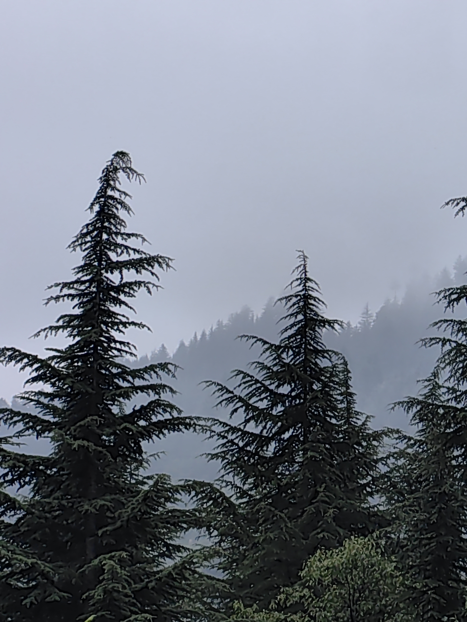 The image captures a serene, foggy mountainous landscape in Shanag, India. In the foreground, dark green coniferous trees with a feathery texture are prominent. One tree in the center is particularly large and detailed, showcasing its branches extending outward. To the right and left, parts of other similar trees are visible, creating a sense of depth. In the background, a mist-covered mountain range is dotted with more evergreen trees, their shapes softened by the fog. The sky is a uniform, pale gray, suggesting overcast conditions. The overall impression is one of quiet natural beauty and tranquility. There are no people or animals present in the scene.