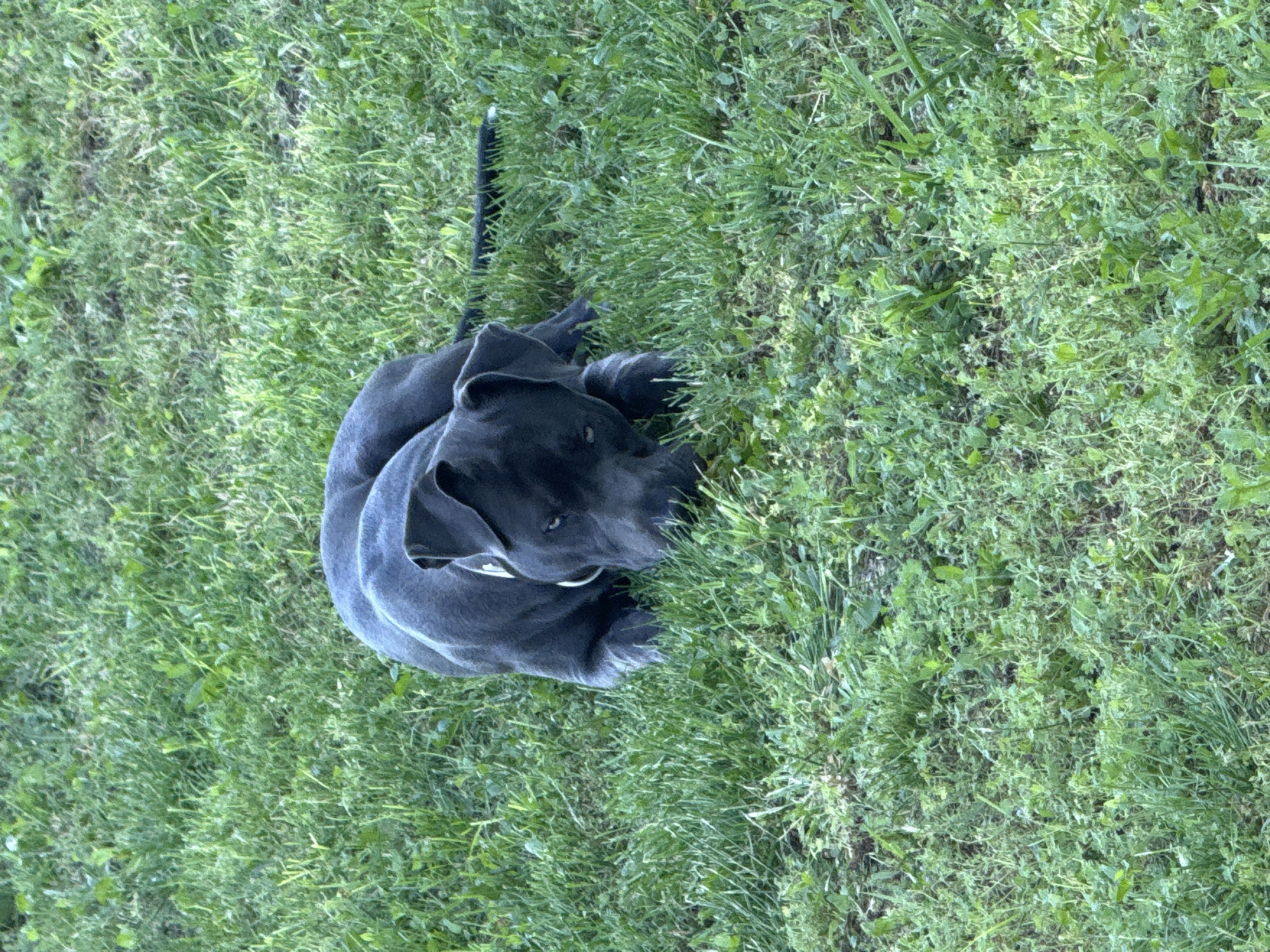 A dark gray pit bull dog is lying down on a patch of green grass, partially obscured by the blades of grass. The dog's head is lowered, and its gaze is directed downward. A white collar is visible around its neck. The tail of the dog is extended to the right, with a small white tip. The grass appears to be growing in a natural, unmanicured setting, possibly a park or a yard in the village of Zornitsa, Bulgaria. The lighting suggests it is daytime, with the sun casting shadows on the grass.