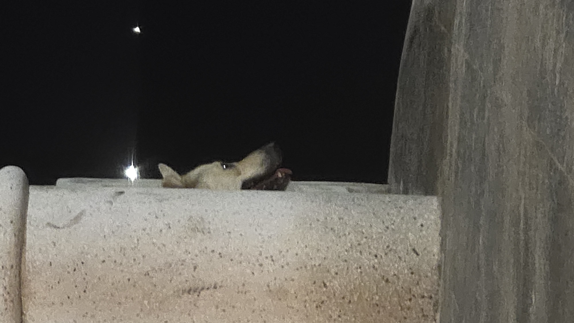 A medium shot captures a dog's head resting on a cement wall in Nha Trang, Vietnam. The dog, light-colored, is the primary subject, with its head and part of its muzzle visible above the wall. To the left of the dog, a rounded cement post rises from the wall. A light source, possibly from a streetlamp, appears in the upper left corner, creating a glare on the wall. A darker, vertical structural element is situated on the right side of the frame. The background is black, suggesting the image was taken at night.