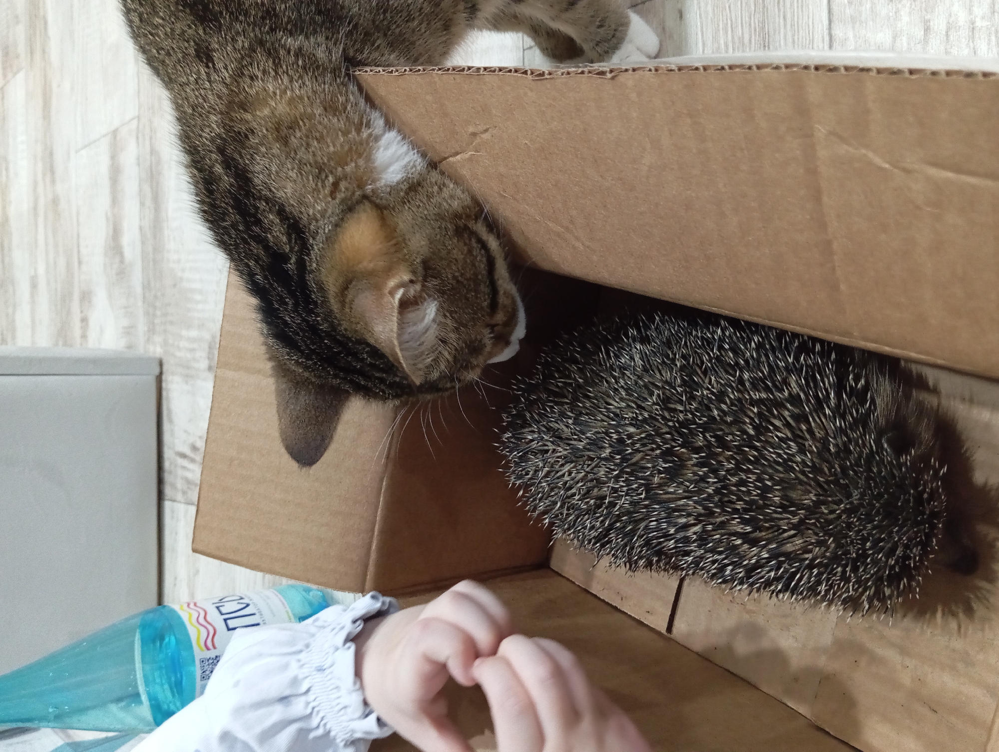 A tabby cat peers into a cardboard box where a hedgehog sits. A child's hands are visible in the lower left corner, near a water bottle labeled "ПЕСИ" which is a brand of mineral water produced in the city of Yurgamysh, Russia. The box sits on a light-colored wood-like surface.
