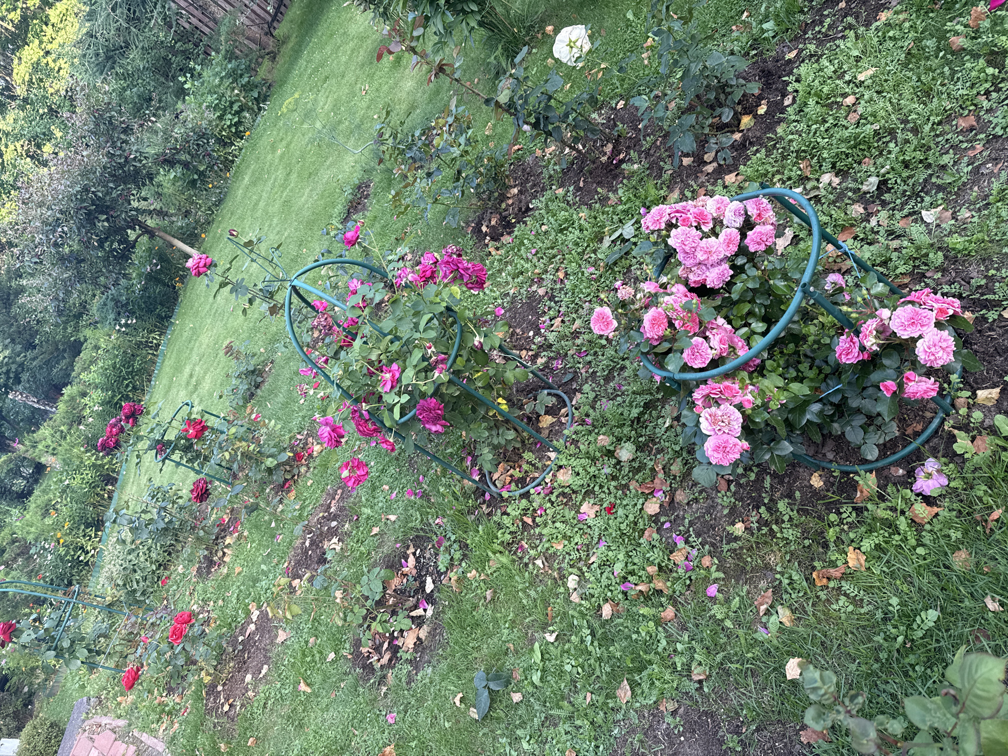 The image depicts an outdoor garden scene in Yukki, Russia, characterized by numerous rose bushes in bloom. The roses are primarily in shades of pink and red, with some exhibiting a deeper magenta hue. Several of the rose bushes are supported by green metal trellises or cages. The ground is covered with a mixture of grass, soil, fallen leaves, and scattered rose petals. In the background, there is a lawn area, trees, and foliage, suggesting a natural or park-like setting. The overall impression is that of a well-maintained garden in the process of natural decay, evidenced by the fallen leaves and petals. There are no people or animals visible in the image. The lighting suggests it is daytime, possibly late afternoon given the slight shadow cast by the trees.