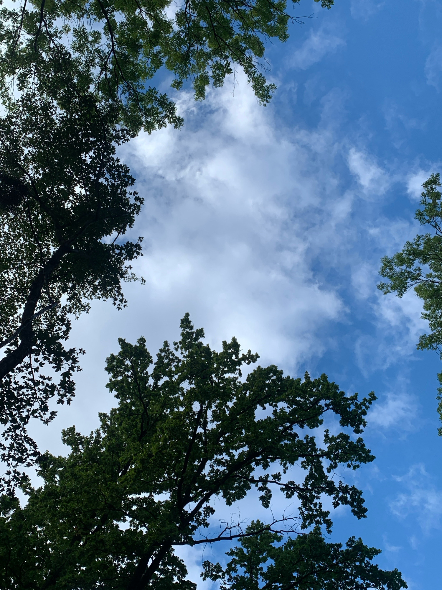 The image is a low-angle view looking up at a bright blue sky with scattered white clouds. Several trees with dark green foliage frame the sky from the edges of the frame. The trees are dense with leaves, and some branches are visible. The overall impression is that of looking up through the canopy of trees in a park or forested area on a sunny day. Without specific landmarks or identifiable features, it is not possible to determine the exact location within Lviv, Ukraine.