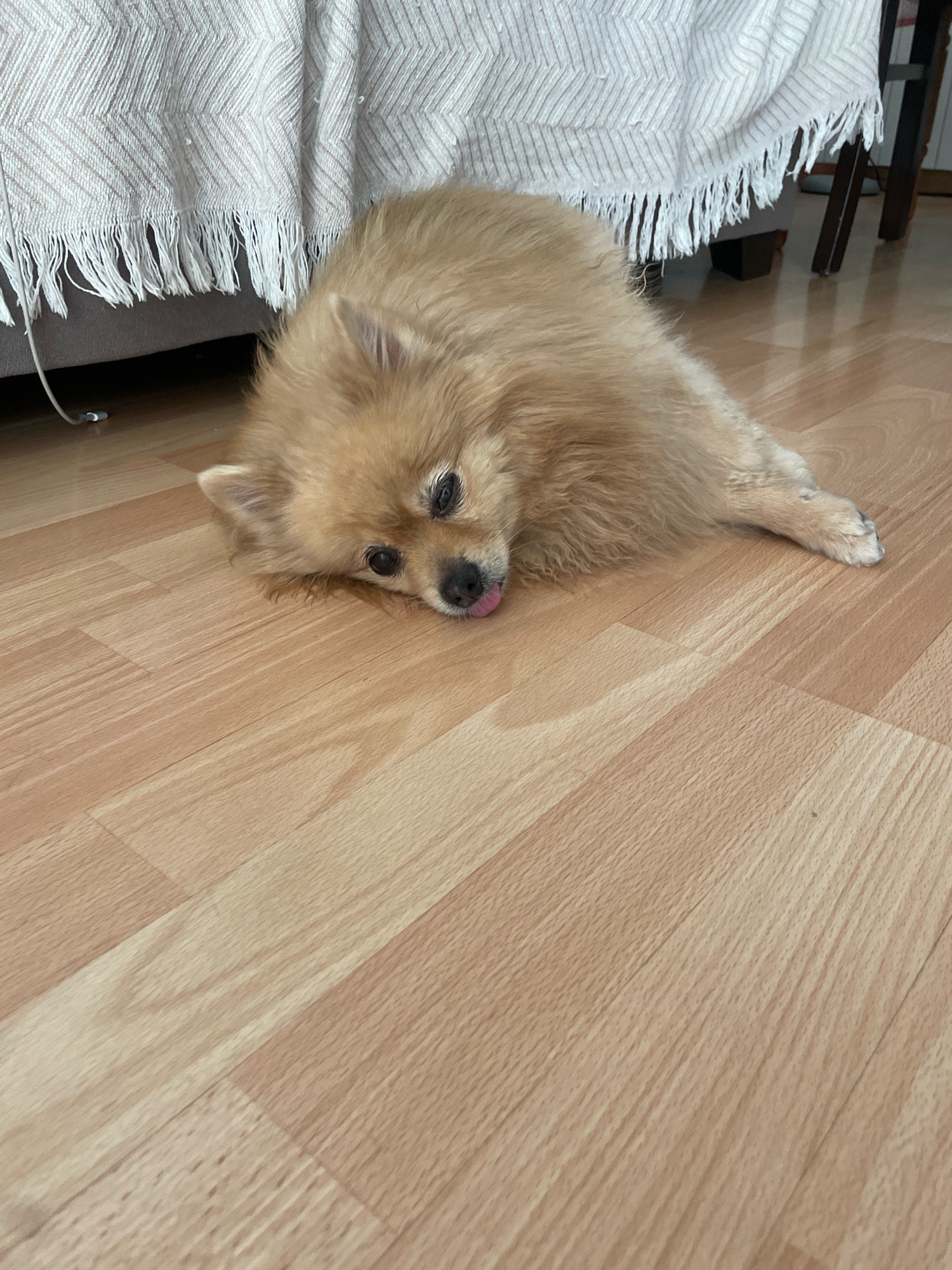 A tan Pomeranian dog is lying on a light-colored wood floor, resting its head down with its tongue sticking out. The dog is near a couch or bed covered with a cream-colored textured blanket with fringes hanging down. The lighting suggests an indoor setting, likely a home. The dog appears relaxed and is the central focus of the image. There is no indication of the city of Atarfe, Spain, in the image or its context.