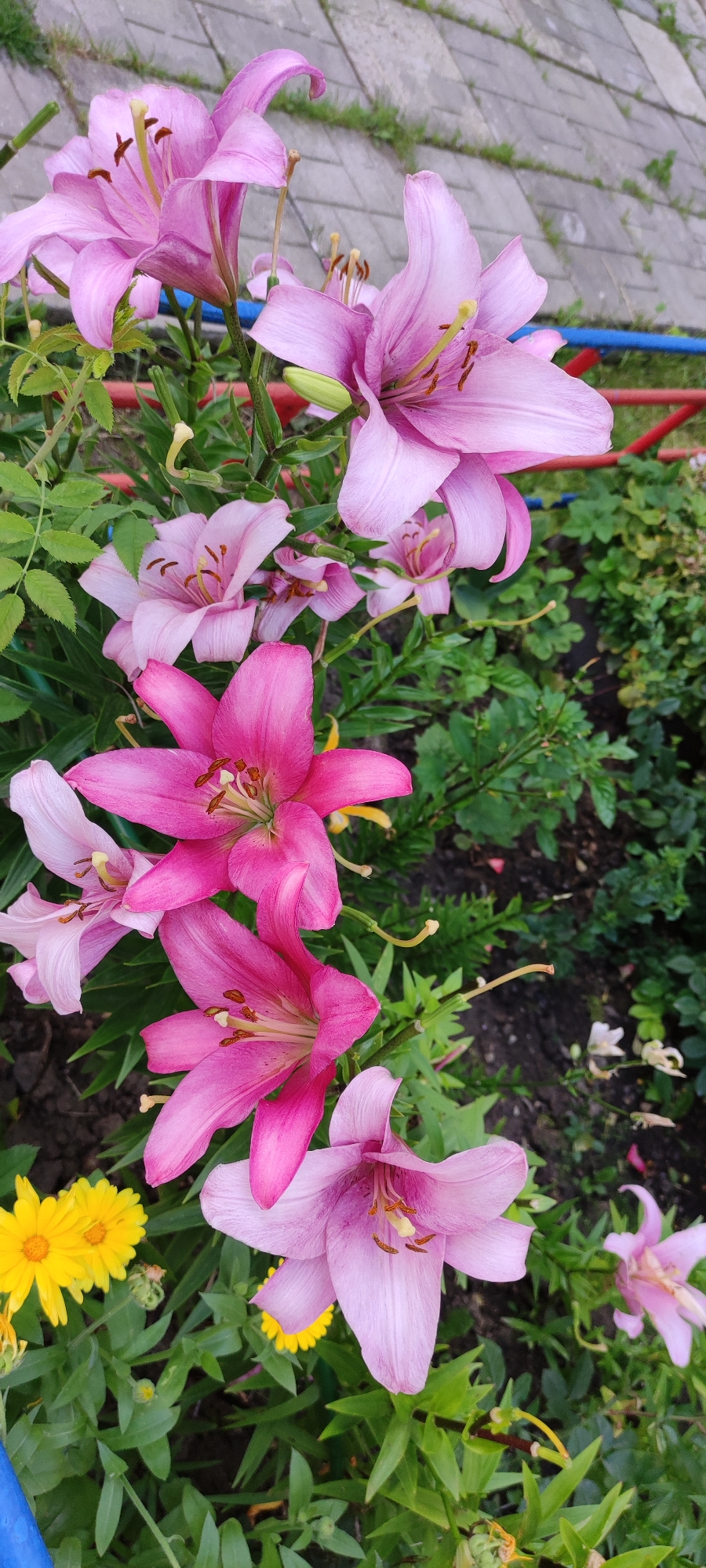 The image shows a close-up view of pink and magenta lilies blooming in a garden. Some of the lily petals are slightly curled, and their stamens are visible. There are also a few yellow flowers, likely marigolds, scattered among the lilies. The background consists of green foliage, dark soil, and a paved walkway with some grass growing between the stones. A red metal fence and a blue pipe are partially visible in the upper right and lower left corners, respectively. The overall scene suggests an outdoor garden setting. It is not possible to determine the specific location in the city of Chekhov, Russia, from the provided image.