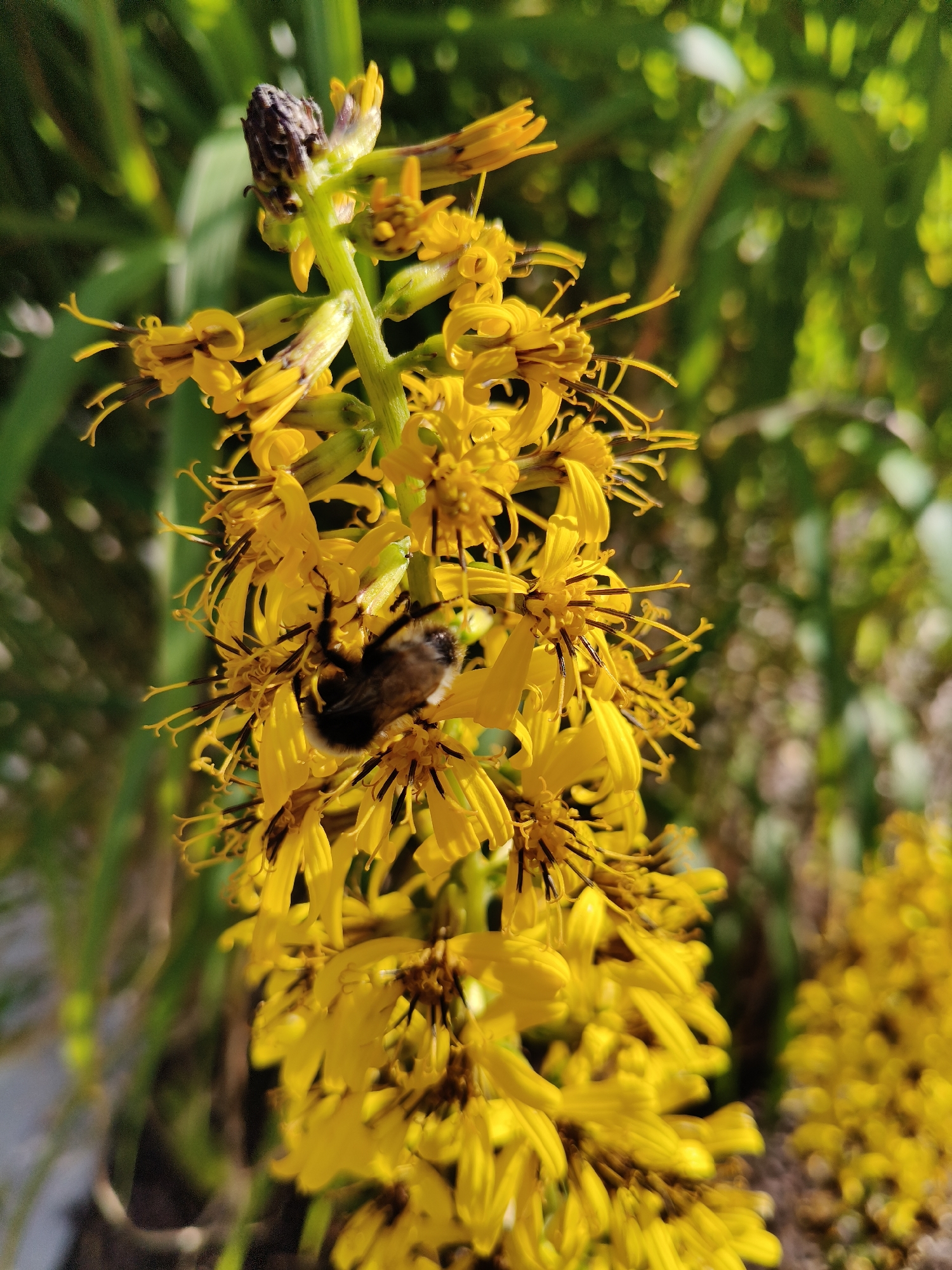 A close-up, eye-level shot focuses on a cluster of bright yellow flowers, possibly Goldenrod, in Jūrmala, Latvia. A bumblebee, with its fuzzy brown and black body, is perched on one of the petals, appearing to collect nectar or pollen. The background is softly blurred, showing green foliage and dappled sunlight, suggesting an outdoor setting, possibly a park or garden. The image has a shallow depth of field, with the flowers and the bee being sharply in focus. The overall impression is one of a serene, natural scene.
