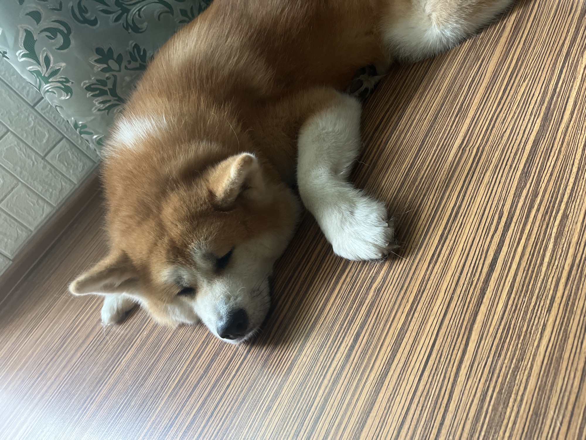 A light brown and white dog is sleeping on a wooden floor in an indoor setting. The dog is positioned on its side, with its head resting on its paws. The floor has a wood grain pattern. In the background, a portion of a green and white patterned cushion and a light-colored brick-patterned wall are visible. The lighting suggests it is daytime. The location is not specified within Minsk, Belarus.