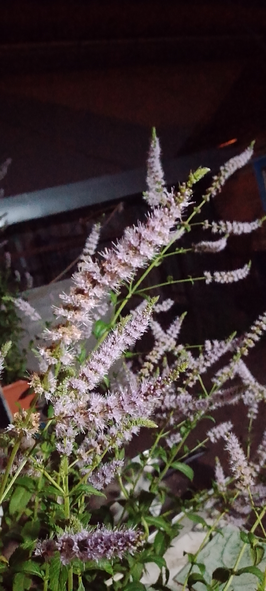 The image shows a close-up of flowering mint plants at night. The flowers are small and purplish-pink, arranged in dense spikes. The plants have green leaves and thin stems. The background is dark and out of focus, with some blurred shapes that suggest an outdoor urban environment, possibly a backyard or balcony. There are no people visible in the image. The lighting appears to be artificial, casting a warm glow on the flowers. The context of Belgorod, Russia, is not directly evident from the visual information within the image itself.