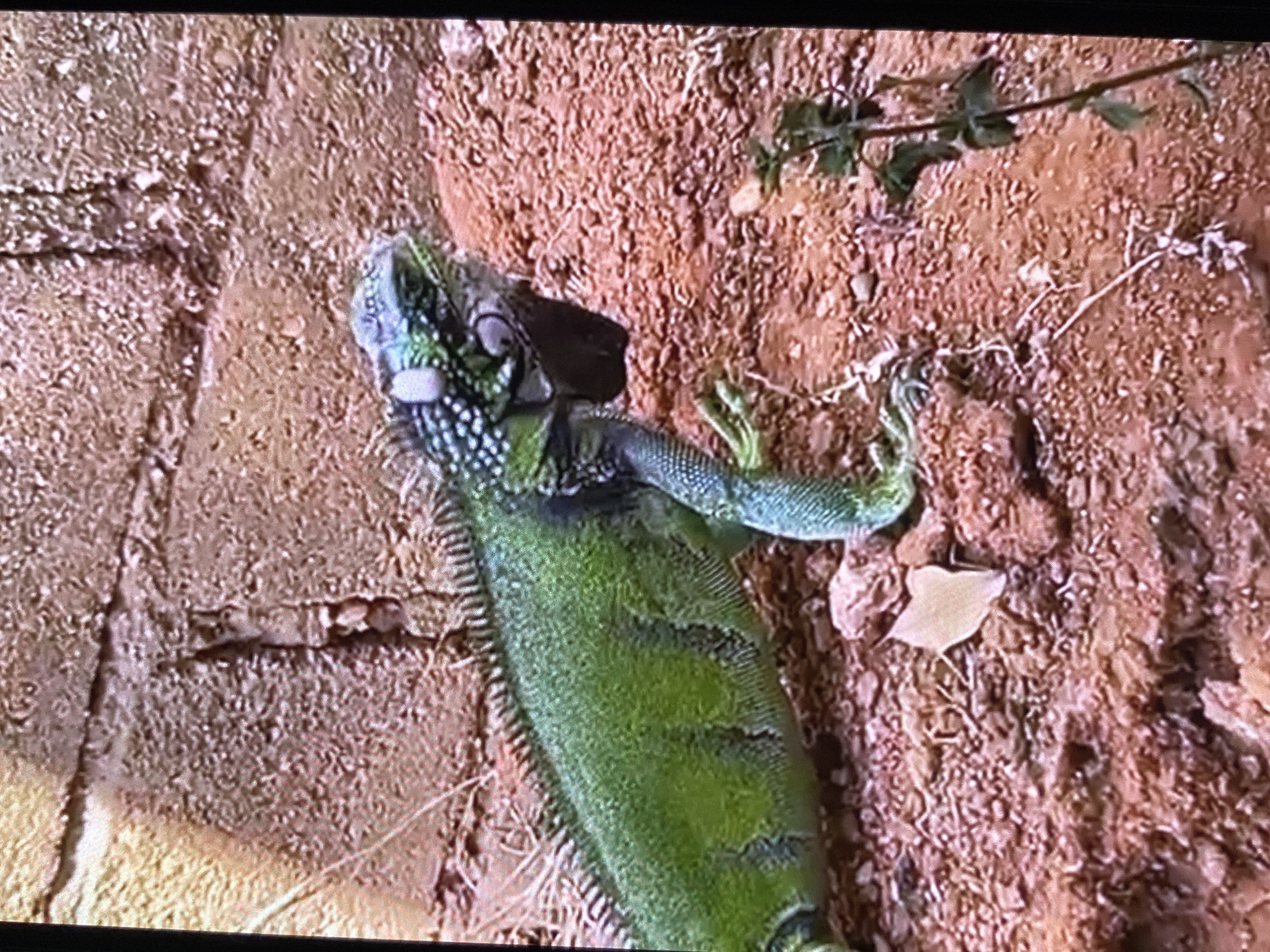 The image depicts a green iguana resting on a rough surface that appears to be a combination of brick and reddish-brown soil or sand. The iguana's body is positioned diagonally across the frame. Its head is turned slightly towards the left side of the image, with a dark object obscuring part of its face. The iguana's front legs are extended and angled upwards, while its body displays a pattern of dark markings. A small leafy branch is visible in the upper right corner of the frame. A single, small leaf is present on the surface next to the iguana. No people are visible. The location is specified as Tinaquillo, Venezuela, but the image itself does not offer independent corroboration of this detail.