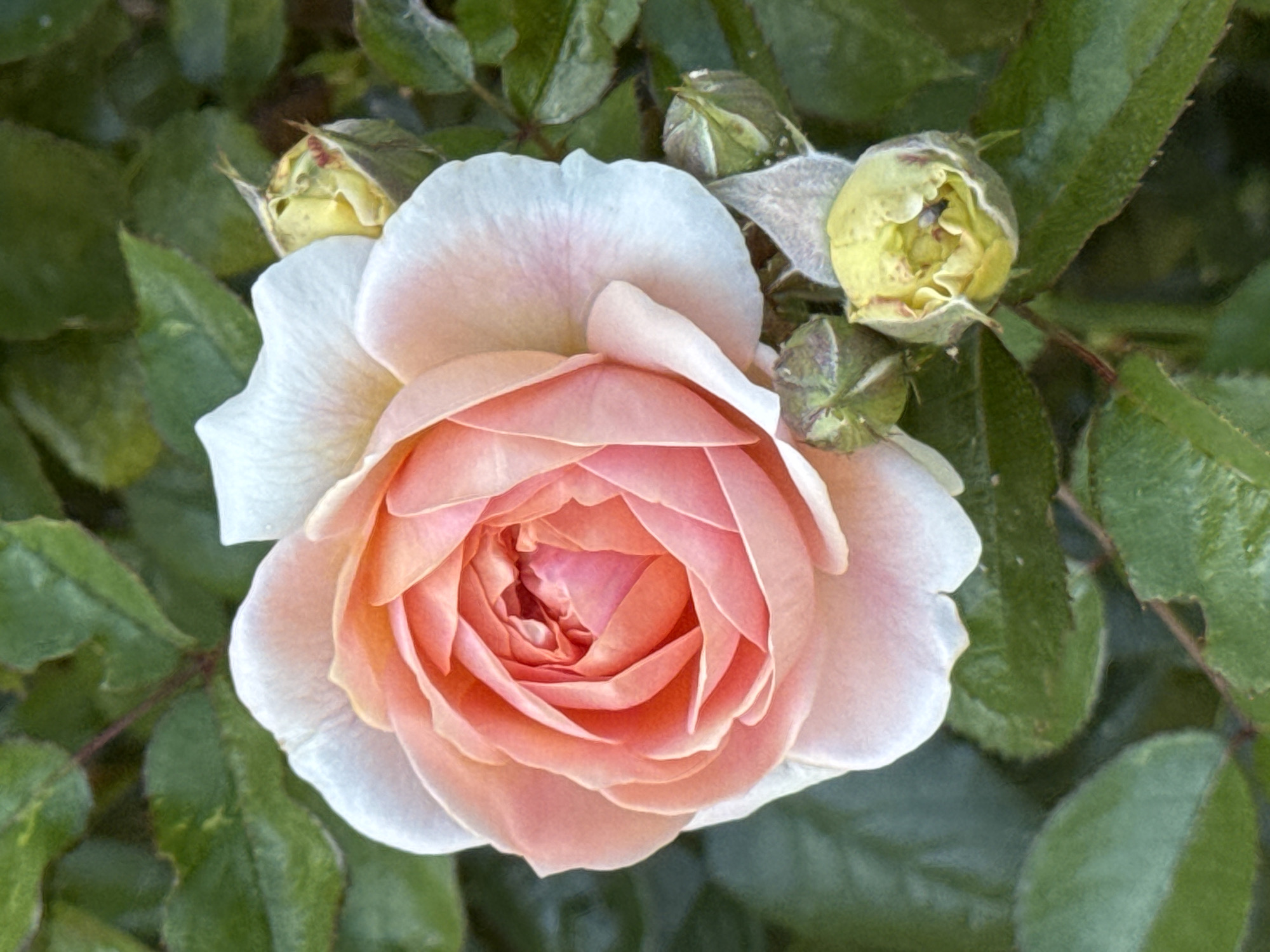 This is a close-up, eye-level, vertical, natural light, outdoor photograph of a fully bloomed peach and white rose in full bloom, surrounded by green foliage. The rose is the primary subject, occupying the center of the frame. Its petals are a gradient of peach in the center, transitioning to white at the edges. Several rosebuds, still in their green, unopened state, are visible to the right of the main bloom. The background consists of dark green, out-of-focus leaves, suggesting a garden or natural setting. There are no people, animals, or man-made structures visible. The scene does not provide any information that would allow for a specific location within San Benedetto del Tronto, Italy, or any other city.