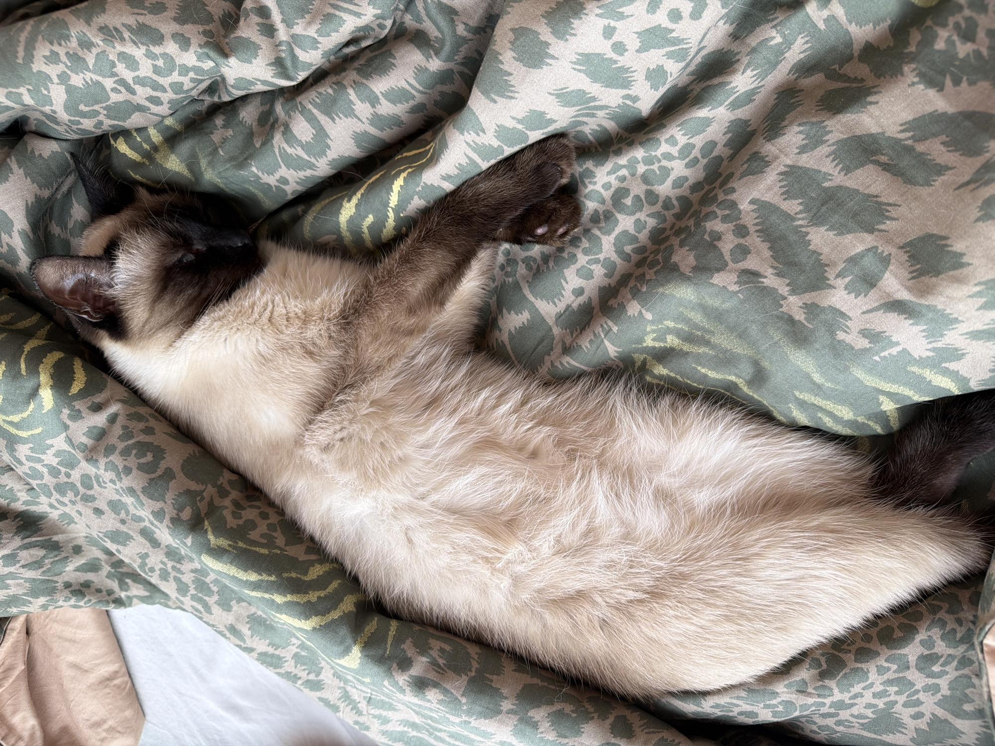 A Siamese cat is sleeping on a bed covered with a patterned green and tan duvet. The cat is lying on its side, with one foreleg extended. The cat's face is dark brown, contrasting with its light tan body. The setting appears to be indoors, on a bed. The location is Unknown, Unknown.