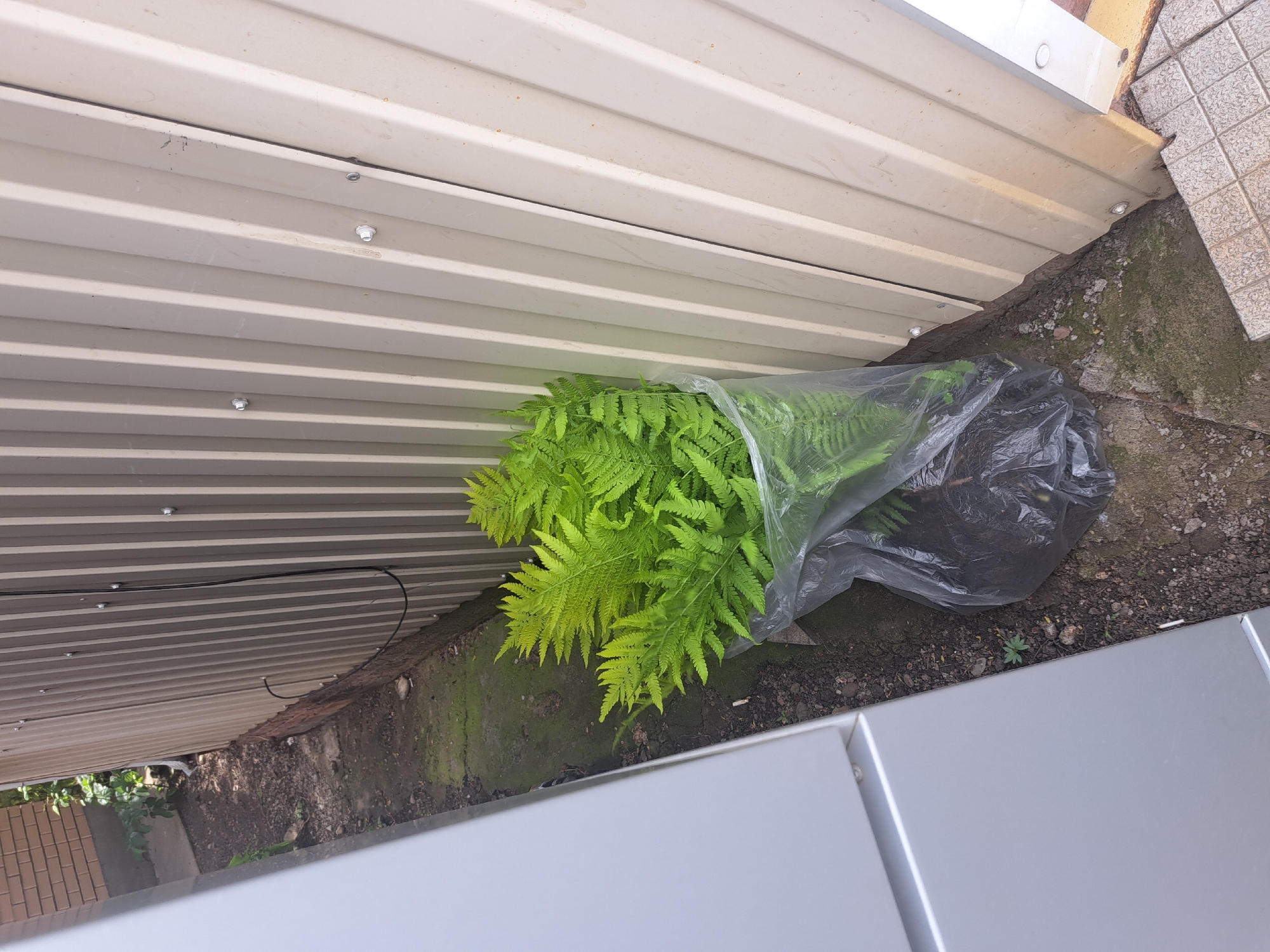 The image shows a fern plant in a plastic bag placed outside near a wall. The wall appears to be corrugated metal. The ground is dirt and gravel, with some moss growing near the base of the wall. The location is in Leningradskaya, Russia.