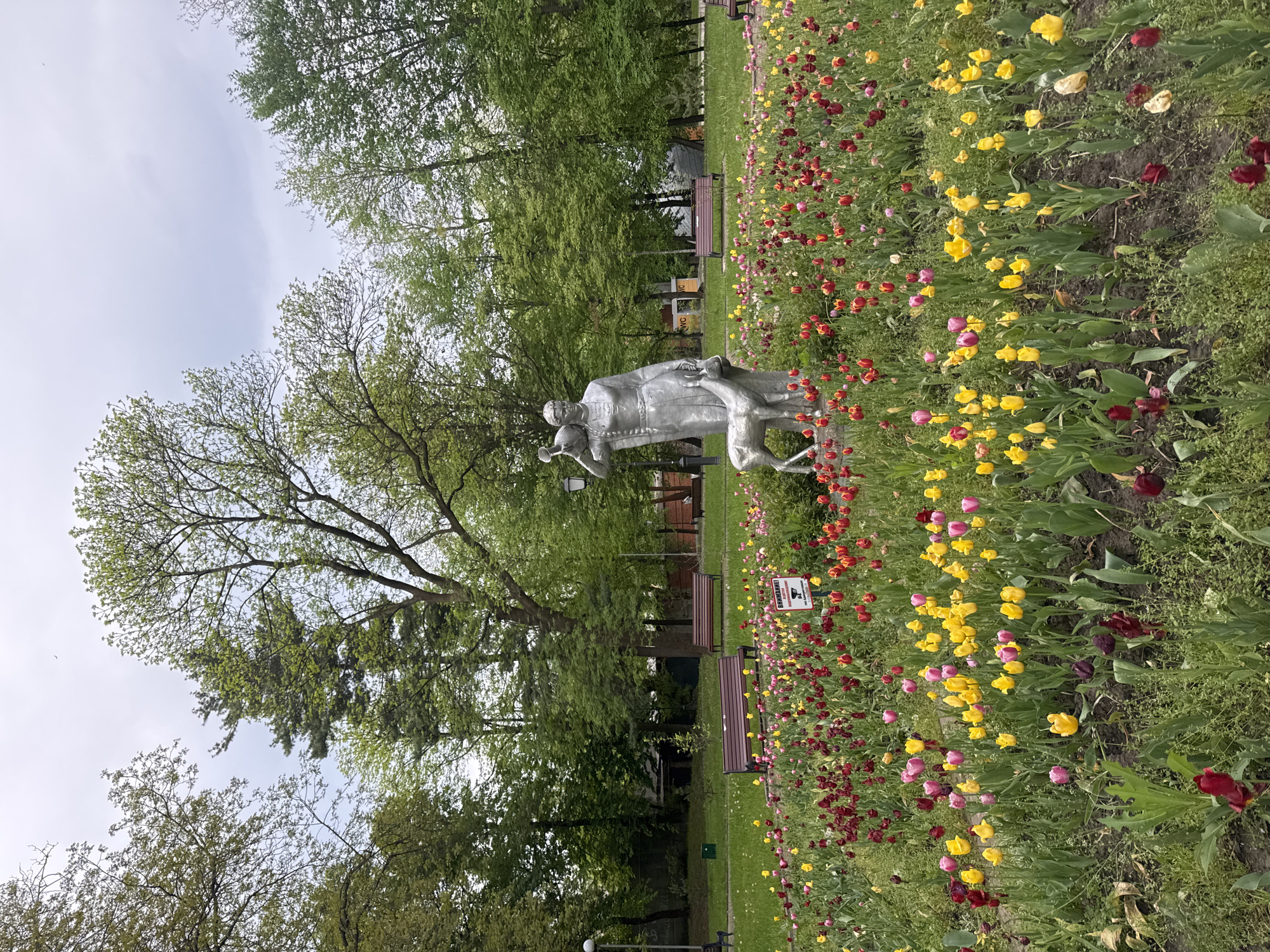 The image shows a park scene in Vladikavkaz, Russia. A metallic statue depicting a man with an instrument and a dog stands amidst a field of colorful tulips. Red, yellow, and pink tulips are densely planted in the foreground. In the background, trees provide a green backdrop. Park benches are visible near the statue. The sky is overcast.
