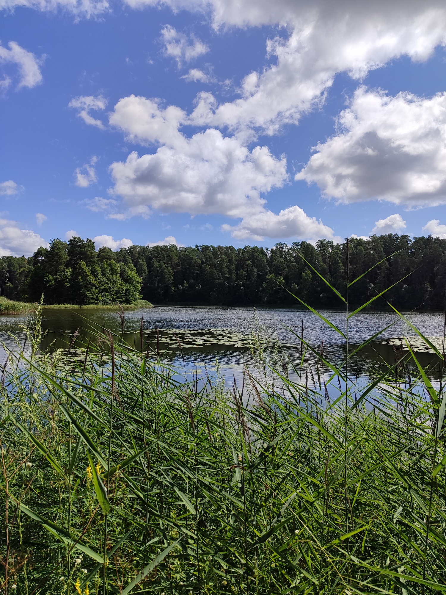 A vertical, eye-level, medium shot captures a serene lake scene on a clear day. The foreground is dominated by tall, green reeds and grasses, with some stalks featuring dark seed heads. Beyond the reeds, the calm, dark water of a lake reflects the bright blue sky and scattered white clouds. A cluster of lily pads is visible on the water's surface in the mid-ground. The far bank of the lake is lined with a dense, dark green forest of trees, with the trees forming a solid wall of foliage against the horizon. The sky above is a vibrant blue, punctuated by fluffy white cumulus clouds, some of which are illuminated by the sun.