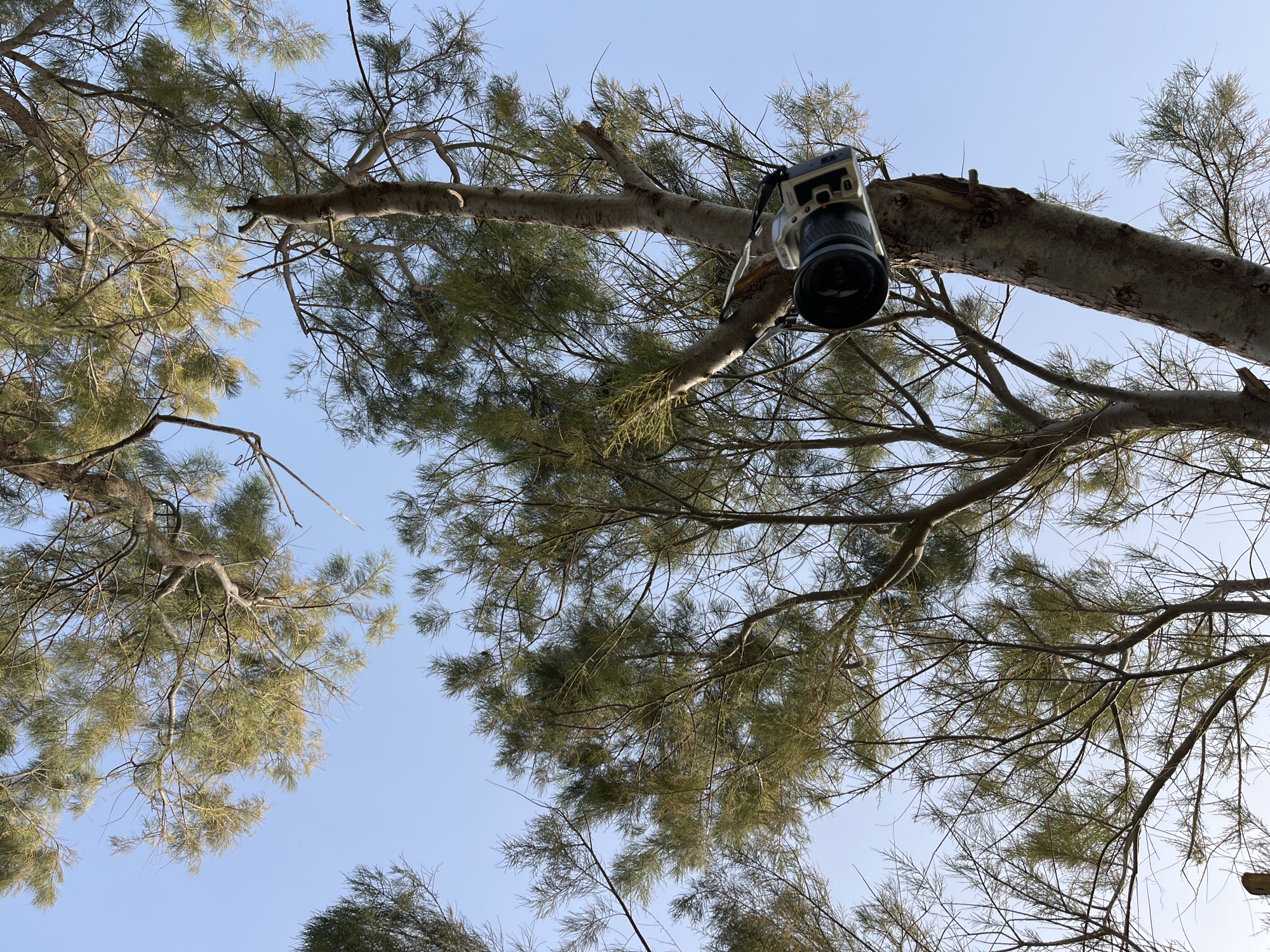 The image shows a digital camera resting in the branch of a tree against a clear blue sky. The camera is a SLR with a zoom lens attached. The tree is a conifer with fine needles. The location of the image is unknown, but the user suggests it is located in Tel-Aviv, Israel.