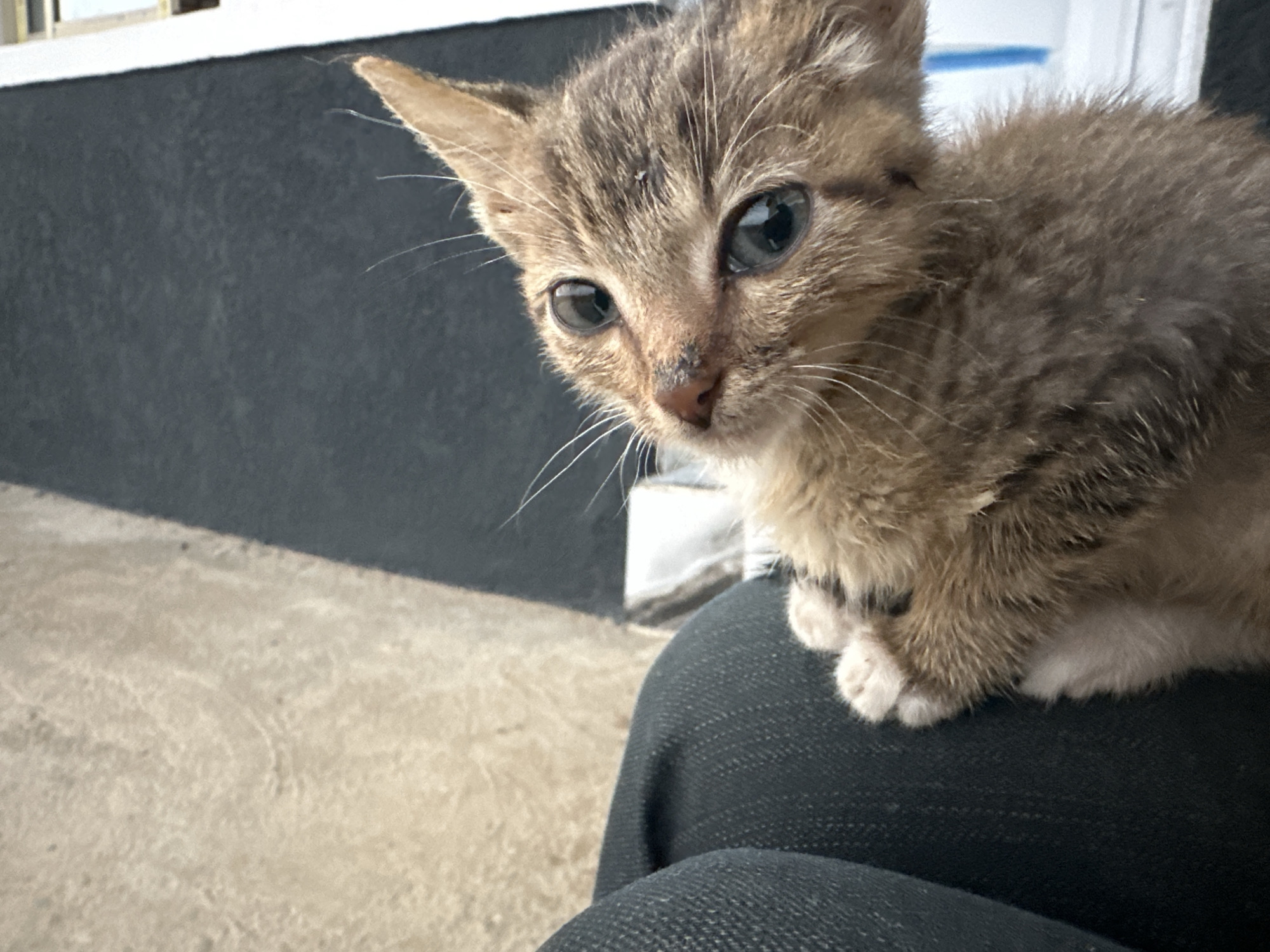 A close-up shot shows a small, tabby kitten perched on the leg of a person wearing dark-colored clothing. The kitten is looking directly at the camera with large eyes. The kitten's fur is a mix of brown and gray with darker stripes on its face. The background includes a gray wall and a beige-colored floor. Based on the query, this image is supposedly taken in Jos, Nigeria, but this information is not visually verifiable.