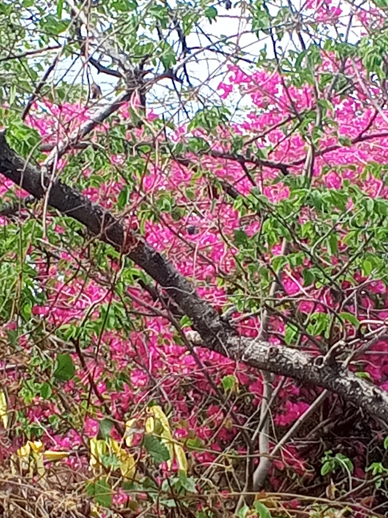 This is a medium shot of a dense cluster of bougainvillea plants, featuring vibrant pink bracts and green leaves. The branches of the bougainvillea are intertwined with thicker, darker tree branches. The foreground is filled with more foliage and branches, some with yellowing leaves. The background is a soft blur of more pink bougainvillea and green leaves. The image appears to be taken during the daytime, possibly in a garden or natural setting. There is no visible text or human activity. The overall impression is one of lush, natural growth.
