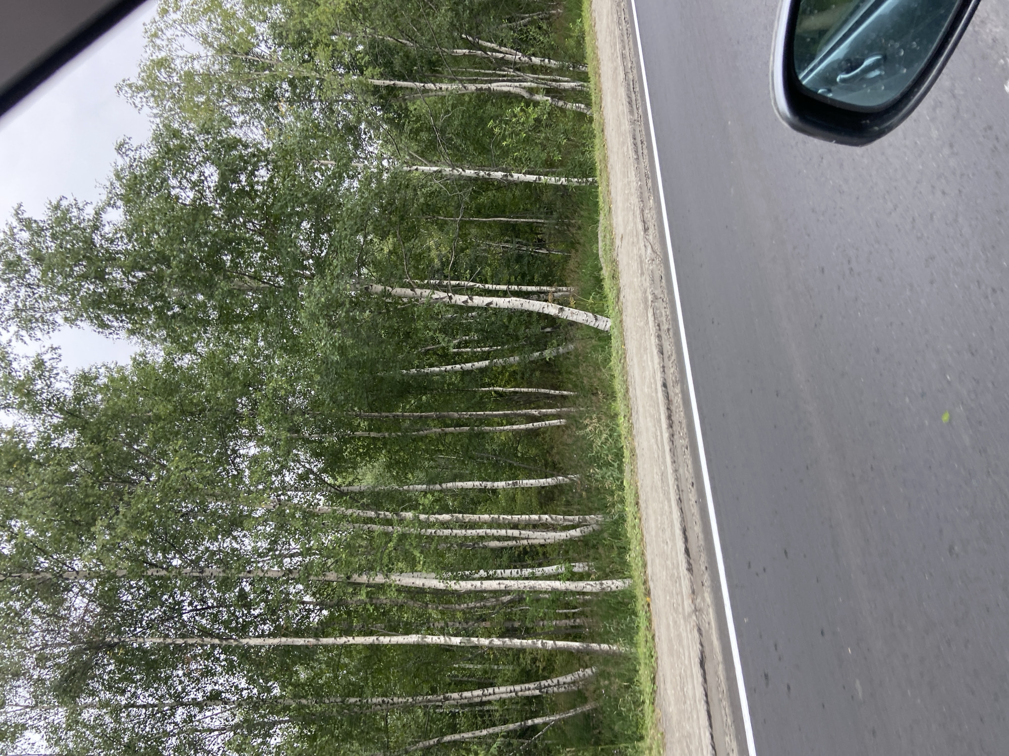The image shows a roadside view in Klyuevka, Russia. The foreground features an asphalt road with a white line marking its edge. A portion of a car's side mirror is visible in the bottom right corner. To the left of the road is a concrete sidewalk, beyond which a dense stand of birch trees lines the landscape. The trees are tall and slender, with characteristic white bark, and their green foliage creates a thick canopy against a cloudy sky. The ground beneath the trees is covered in grass and undergrowth.