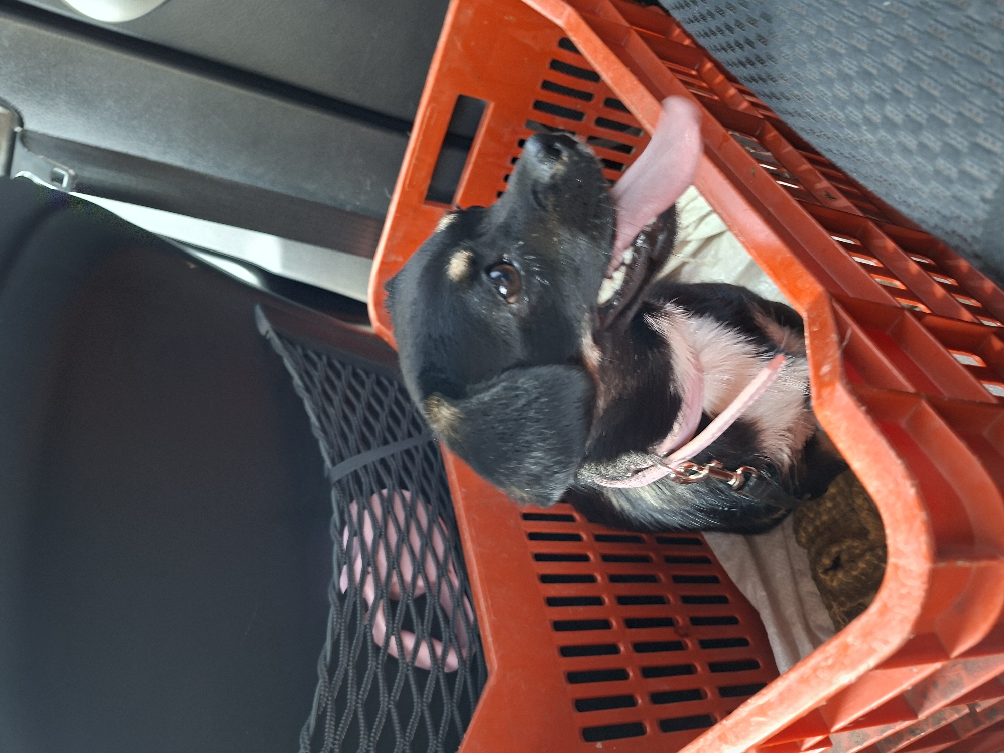 A small, black and white dog with a pink collar sits inside an orange plastic crate in the back of a vehicle. The crate has a slatted design and contains a light-colored cloth and a brown, knitted object. A black mesh netting is visible behind the dog and crate. The dog is panting with its tongue hanging out to the right side of its mouth. The background is dark and appears to be the interior of a car.