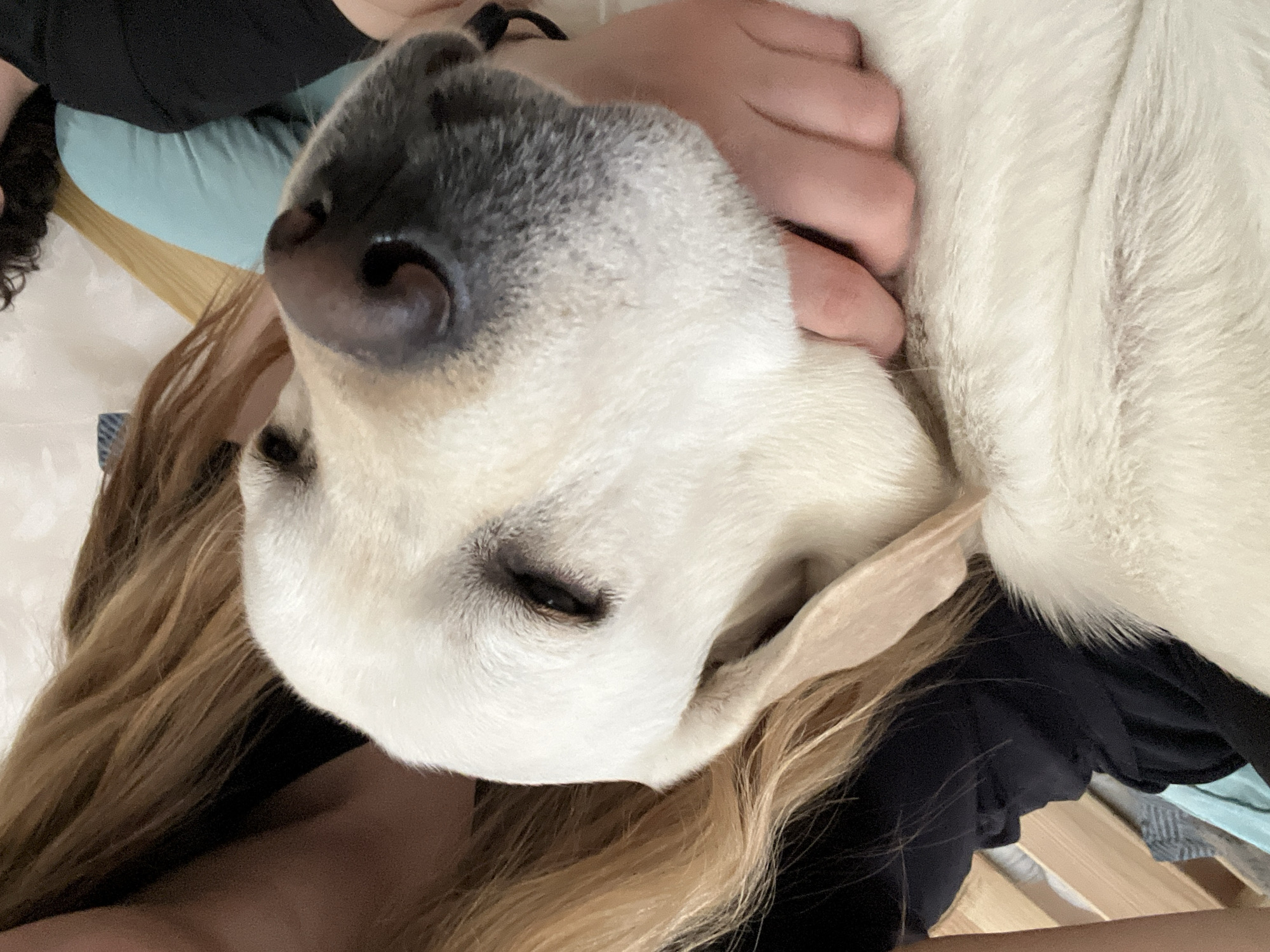 The image presents a close-up, intimate view of a white or cream-colored Labrador Retriever resting comfortably with a person. The dog's head is the central focus, positioned diagonally across the frame, with its eyes closed, suggesting it is either sleeping or in a state of deep relaxation. Its dark, moist nose and muzzle are prominent in the foreground, showcasing the texture of its short, dense fur.
A person's hand is visible, gently caressing or supporting the dog's neck and chin area, emphasizing the bond and affection between them. Long, light brown hair, belonging to the person, flows around the dog's head and neck. The person is wearing a black garment, and a light blue fabric, possibly bedding or another piece of clothing, is visible underneath. In the background, faint hints of wooden slats can be discerned, suggesting an indoor setting like a bed or couch.
The scene conveys a sense of peacefulness, comfort, and companionship. The dog's relaxed posture and closed eyes, combined with the gentle touch of the hand, evoke feelings of calm and affection. No visible text is present in the image. While the image itself does not provide specific location cues, the context states Mytishchi, Russia. The time of day cannot be determined.