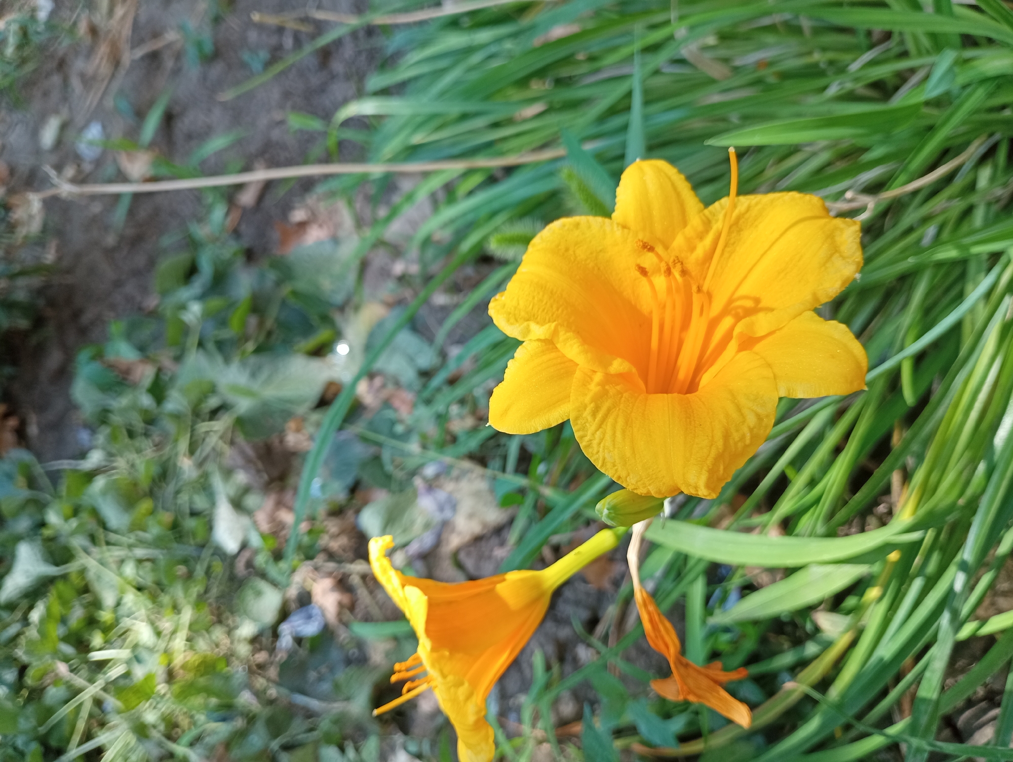 A close-up, eye-level shot captures two bright yellow daylilies in focus against a blurred background of green foliage and dry earth. One daylily is fully bloomed in the foreground, its six petals and stamens clearly visible. To the left, a second, partially opened daylily points upwards and to the left, its stem extending out of frame. A withered, orange petal from a past bloom lies on its side in the lower left corner. The environment suggests an outdoor setting, possibly a garden or park within Chornomorsk, Ukraine. The lighting indicates it is daytime.