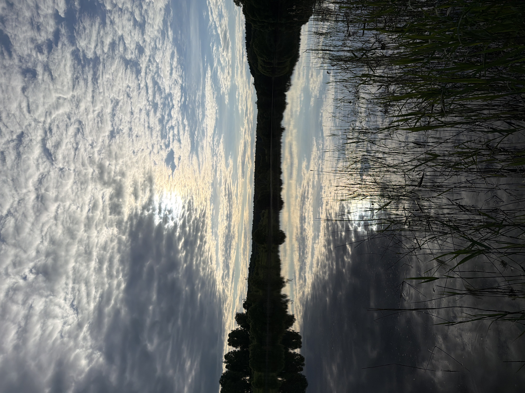 This vertically oriented image captures a serene natural landscape, appearing to be a reflection scene rotated 90 degrees. The primary subjects are the sky, clouds, sun, a body of water, a distant treeline, and reeds.
When viewed as a horizontally oriented landscape, a dark, thin line of trees or dense vegetation forms the horizon, dividing the sky above from its reflection in the water below. The sky is largely covered with an array of white and grey stratocumulus clouds, through which the sun shines brightly, creating a radiant glow. This bright sky, with its complex cloud patterns, is mirrored with remarkable clarity in the still water.
On the right side of the image (or in the foreground, if rotated), numerous tall, dark reeds or grasses grow out of the water, their forms and reflections adding a textural element to the scene. The quality of light suggests either early morning or late afternoon, with the sun's position indicating a tranquil time of day. The scene is devoid of people or visible text. This peaceful natural setting is located in Satino-Russkoe, Russia.