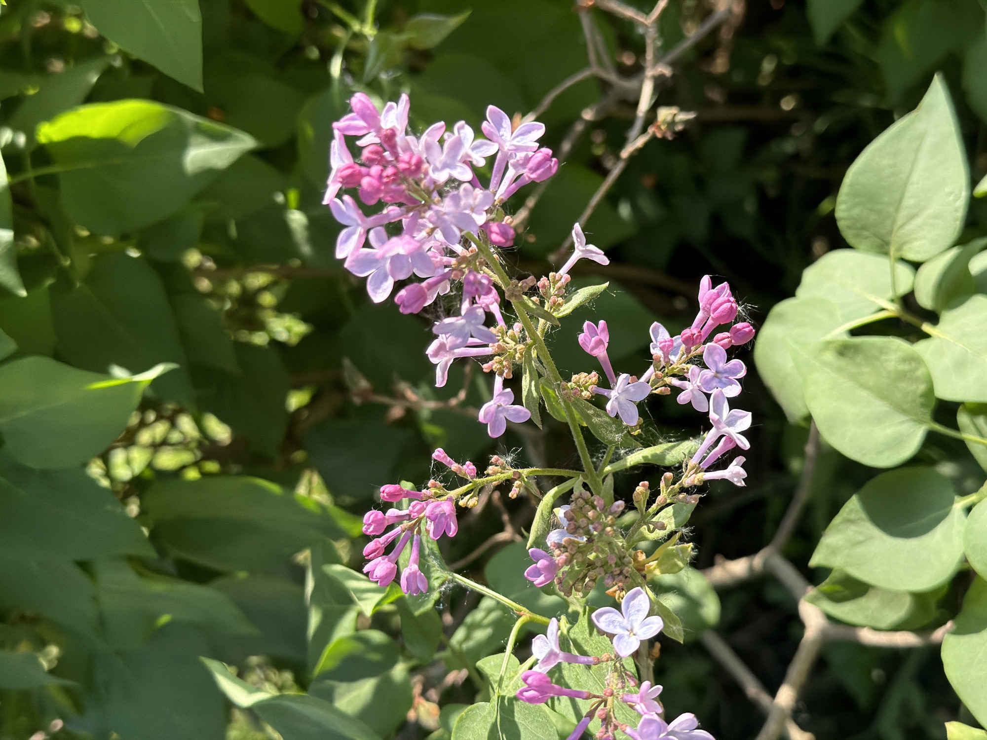 The image shows a close-up of a lilac bush in bloom. The flowers are a mix of light purple and pink, clustered together on green stems. Green leaves surround the blossoms. No people or actions are visible. The environment is natural and outdoors. There is no information to confirm if it's in Чумна, Russia.