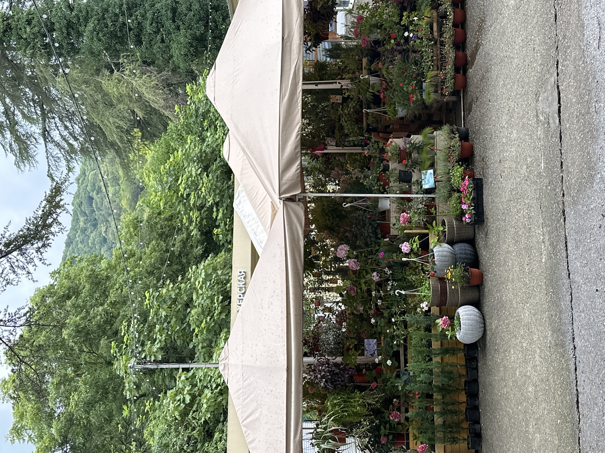 The image depicts a flower stall located on a paved outdoor area, likely in Sochi, Russia, given the context. The stall is covered by beige canopies, and an awning above shows Cyrillic lettering, identifying it as "УНИВЕРСКАЯ" (University). A dense green forest with a hilly backdrop is visible behind the stall. A string of lights is suspended across the trees. The stall itself is filled with a wide variety of potted plants, including flowers, ferns, and small trees. Some plants are hanging, while others are displayed on shelves and on the ground. The plants are arranged in a colorful and dense display, with various shades of green, pink, purple, and red foliage and blooms. Several decorative pots are visible, including woven baskets and white ceramic planters. The ground in front of the stall is a textured, gray asphalt surface with visible cracks. No people are visible in the frame.