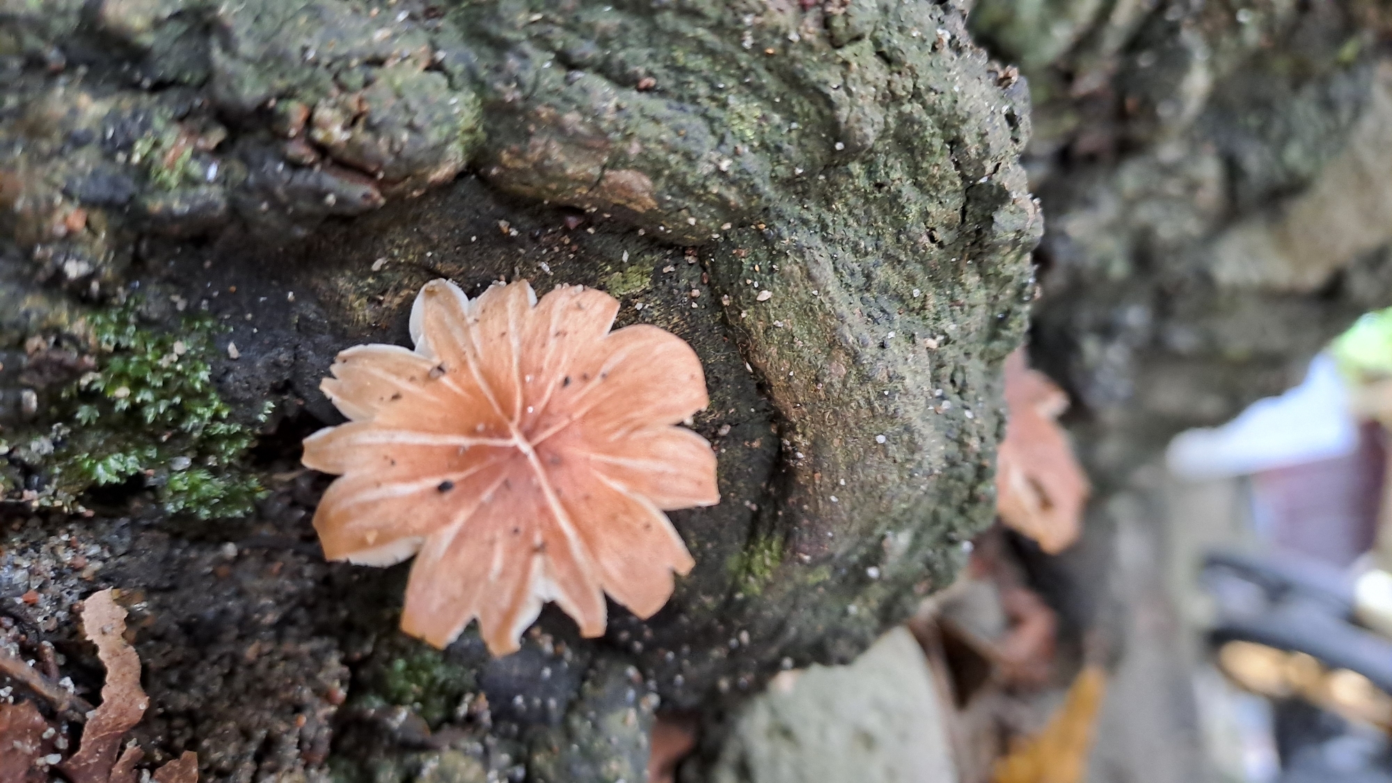 A close-up, low-angle shot showcases a small, pale orange mushroom with distinct petal-like gills growing from the rough, moss-covered surface of a tree root. The mushroom is centrally located, with its delicate structure contrasting against the textured, dark gray bark. Tiny white specks, possibly dew or sand, are scattered across the root. In the background, out of focus, elements suggest an outdoor environment with hints of green foliage and possibly the wheel of a vehicle. The image appears to be taken in Julicotmeurak, Indonesia, a location known for its natural landscapes.