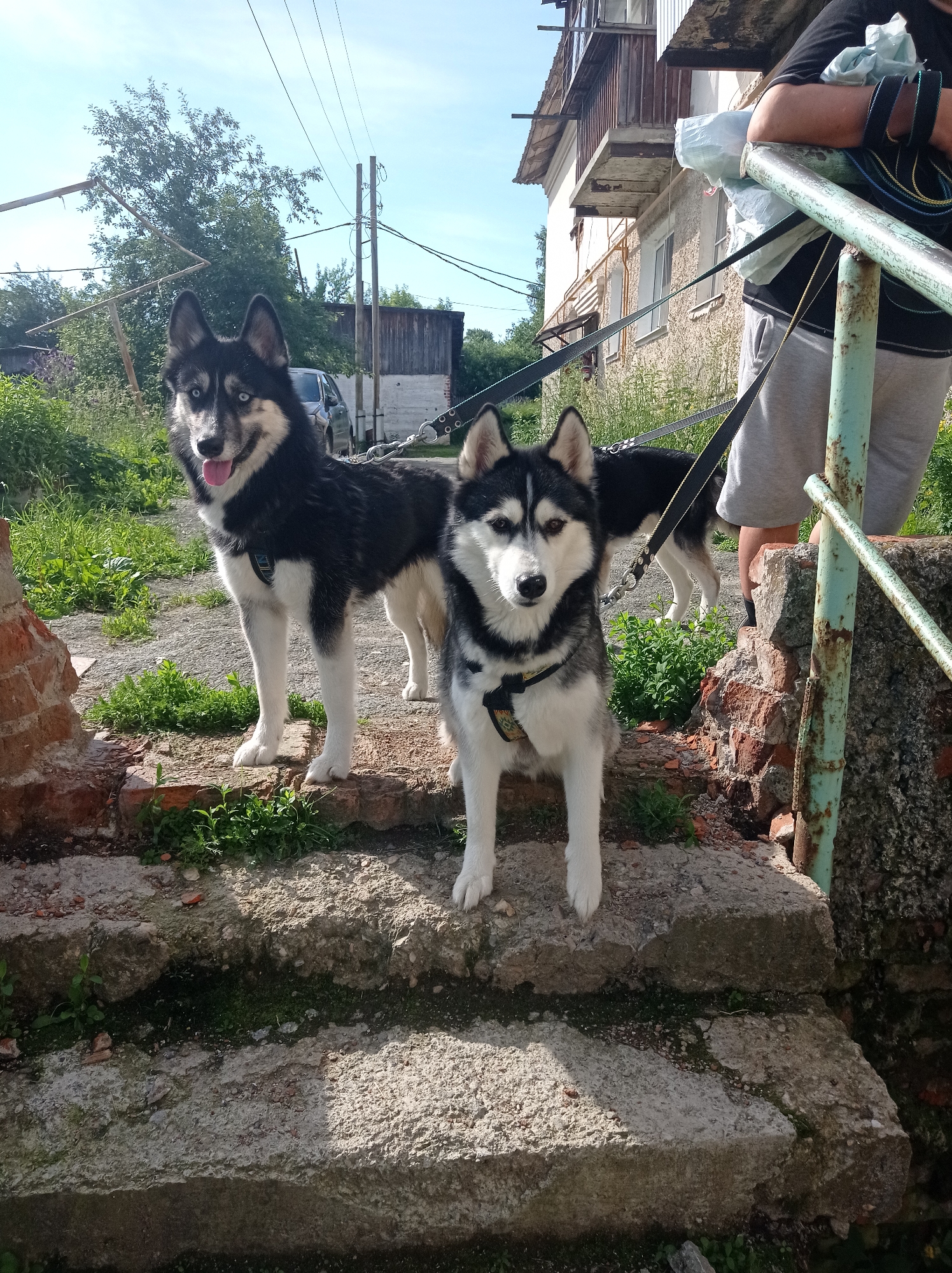 Two Siberian Huskies are standing on concrete steps outdoors. The dog in the foreground is black and white, with piercing blue eyes and its tongue slightly out. It is wearing a black harness with a small patterned tag. The second dog, partially visible behind the first, is also black and white with blue eyes and is also wearing a harness. Both dogs are leashed, and the leashes lead to an unseen person holding them, whose legs and torso are visible on the right side of the image. They are wearing grey shorts and a dark t-shirt, and are leaning on a rusty green railing. The background consists of a low-rise building with an external balcony, overgrown vegetation, and power lines against a clear blue sky. The scene appears to be in a residential area in the city of Degtyarsk, Russia, possibly a yard or alleyway.