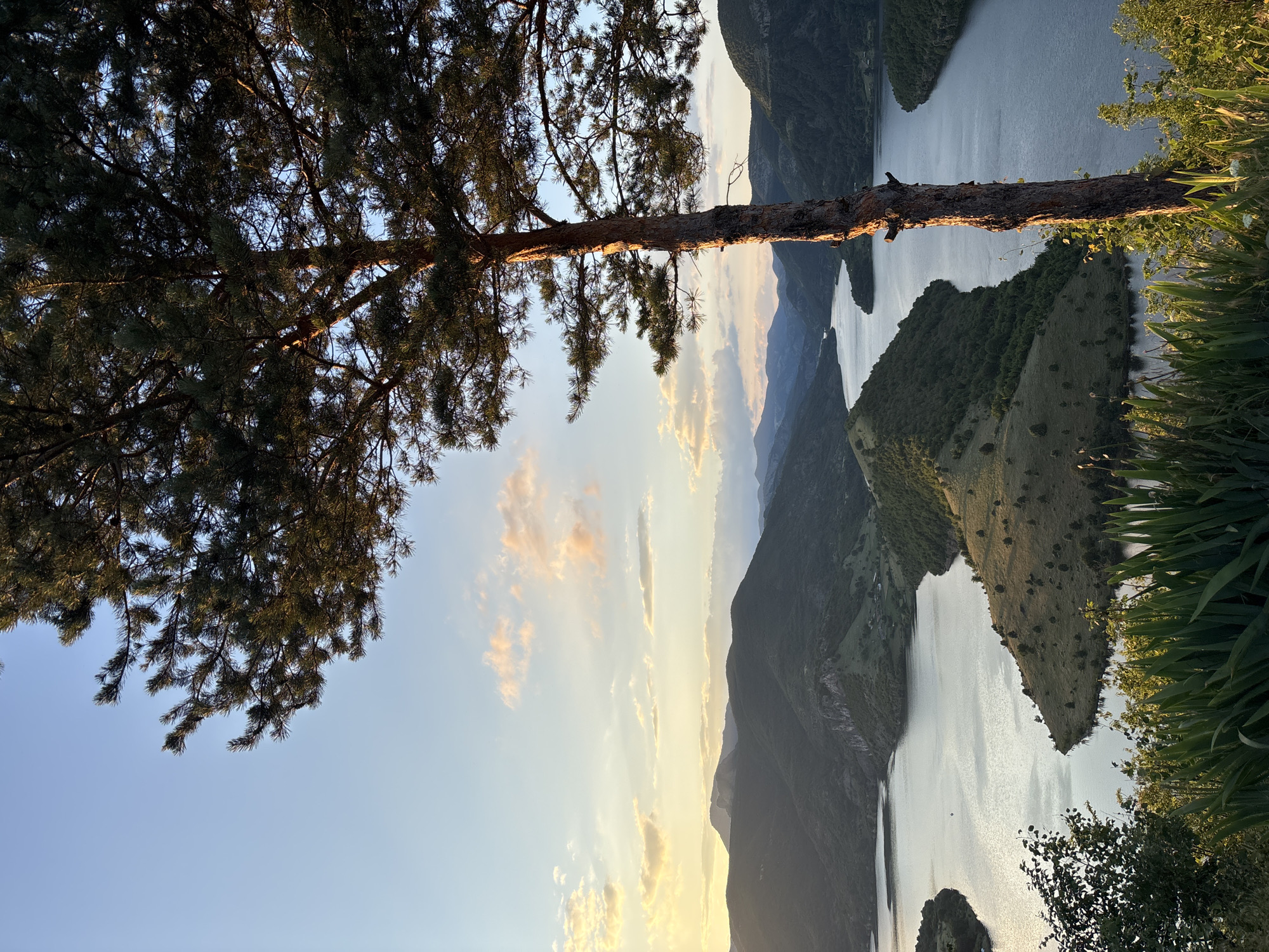 The image depicts a scenic view of a lake winding through mountainous terrain. In the foreground, the trunk of a tall pine tree is illuminated by the setting sun. The tree's branches, covered in dark green needles, extend towards the right side of the frame, partially obscuring the sky. The sky itself is a gradient of pale blue, with streaks of orange and pink clouds, indicating either sunrise or sunset.
The middle ground features a dramatic landscape where the lake forms a serpentine shape, hugging the contours of the surrounding hills. These hills are covered in lush green vegetation, with patches of lighter green, possibly meadows or grasslands. The water of the lake is calm and reflects the muted colors of the sky.
In the background, a series of layered mountain ranges stretch towards the horizon. The mountains appear darker and more distant, their peaks softened by the atmospheric haze. The overall impression is one of natural beauty and tranquility.
The location is identified as the city of Ribartsi, Bulgaria, suggesting this is a view from a high vantage point overlooking a reservoir or a natural lake in that region. The time of day is either early morning or late evening, given the warm, directional light and the colors in the sky.