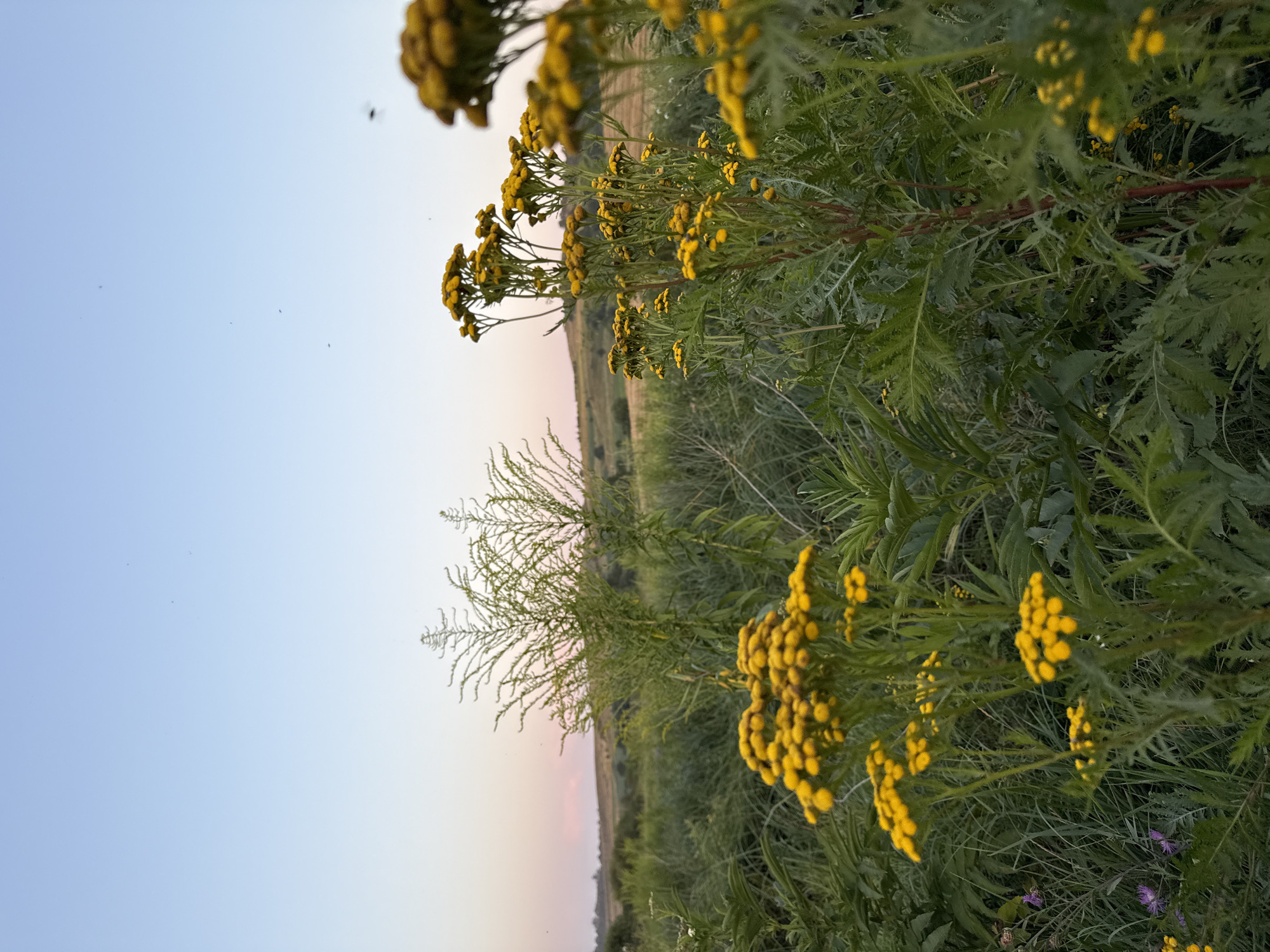 The image depicts a natural landscape with a clear sky transitioning from light blue at the top to a soft pink hue near the horizon. The foreground is dominated by dense green foliage and clusters of small yellow flowers, likely Tansy. Tall, wispy green plants rise behind them, creating layers of vegetation. In the background, rolling hills are visible, covered in a mix of green grass and dry, golden fields, suggesting a rural or wild setting. A few dark specks, possibly insects, are scattered across the sky. The lighting indicates either sunrise or sunset, casting a gentle glow over the scene. There are no people or man-made structures visible. The overall impression is one of a tranquil, undeveloped natural environment.