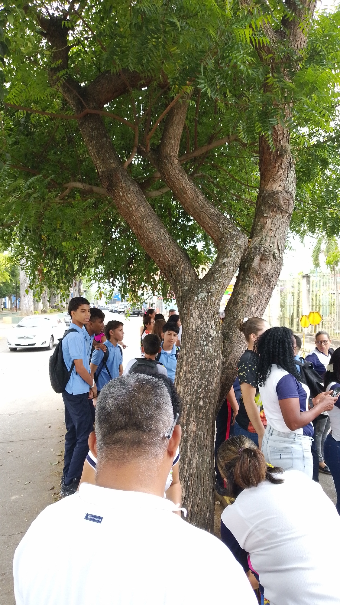 The image depicts a group of people, predominantly school-aged children and adults, gathered outdoors under the shade of a large, leafy tree on a bright day in Tinaquillo, Venezuela. The prominent tree features a thick, multi-branched trunk and dense green foliage that fills the upper and central parts of the frame, indicating abundant shade.
In the immediate foreground, the back of a man's head with short gray hair is visible. He wears a white polo shirt, with the "TOMMY HILFIGER" logo clearly visible on the back collar area. A pen is tucked behind his right ear. Partially visible next to him is another individual, likely a woman, also wearing a white top.
Behind these foreground figures, a group of young men and boys, mostly teenagers, are seen. Several of them are dressed in light blue short-sleeved shirts and dark pants, characteristic of school uniforms, and many are carrying backpacks. They appear attentive, looking towards the left side of the frame.
Further back and to the right, a more diverse group of adults and children are present. One woman with dark, curly hair is seen looking at her smartphone, while another woman in glasses wears a blue and white uniform top, similar to some of the students. The overall impression is that of a community or school-related gathering, possibly an assembly, field trip, or a waiting area.
The setting includes a paved street in the background where a white sedan is parked. A metal fence with an abstract yellow sign can be seen further down the street on the right. The bright lighting and visible shadows suggest it is daytime, likely mid-morning or early afternoon, under clear weather conditions. The general mood appears calm and organized.