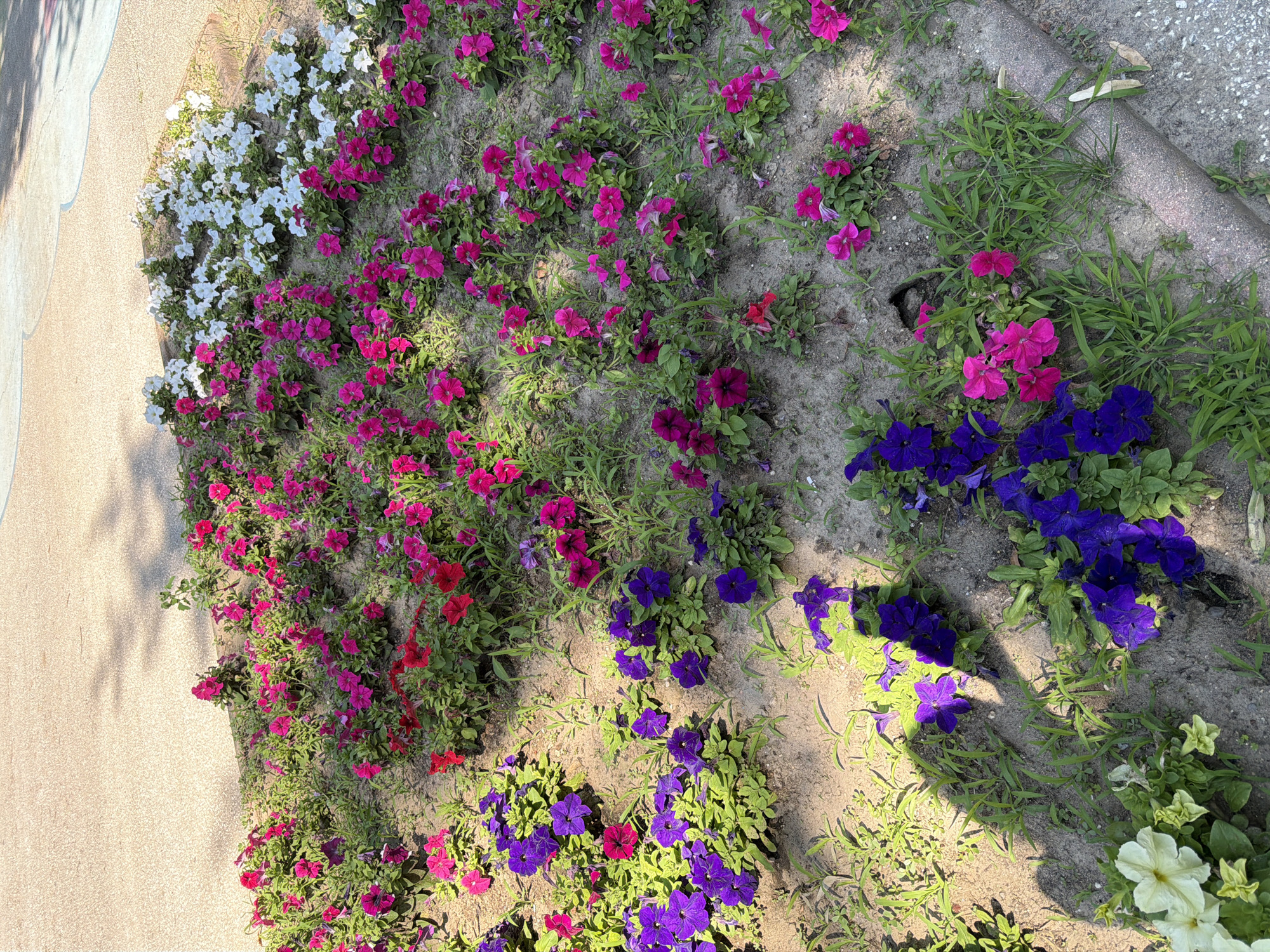 In Pazardzhik, Bulgaria, a flowerbed near a paved area features a vibrant display of petunias in various colors including purple, pink, red, and white. The flowers are planted in sandy soil with scattered blades of grass and some dried leaves. Shadows of trees are cast across the scene. The flowerbed is bordered by a textured curb. No people are present.