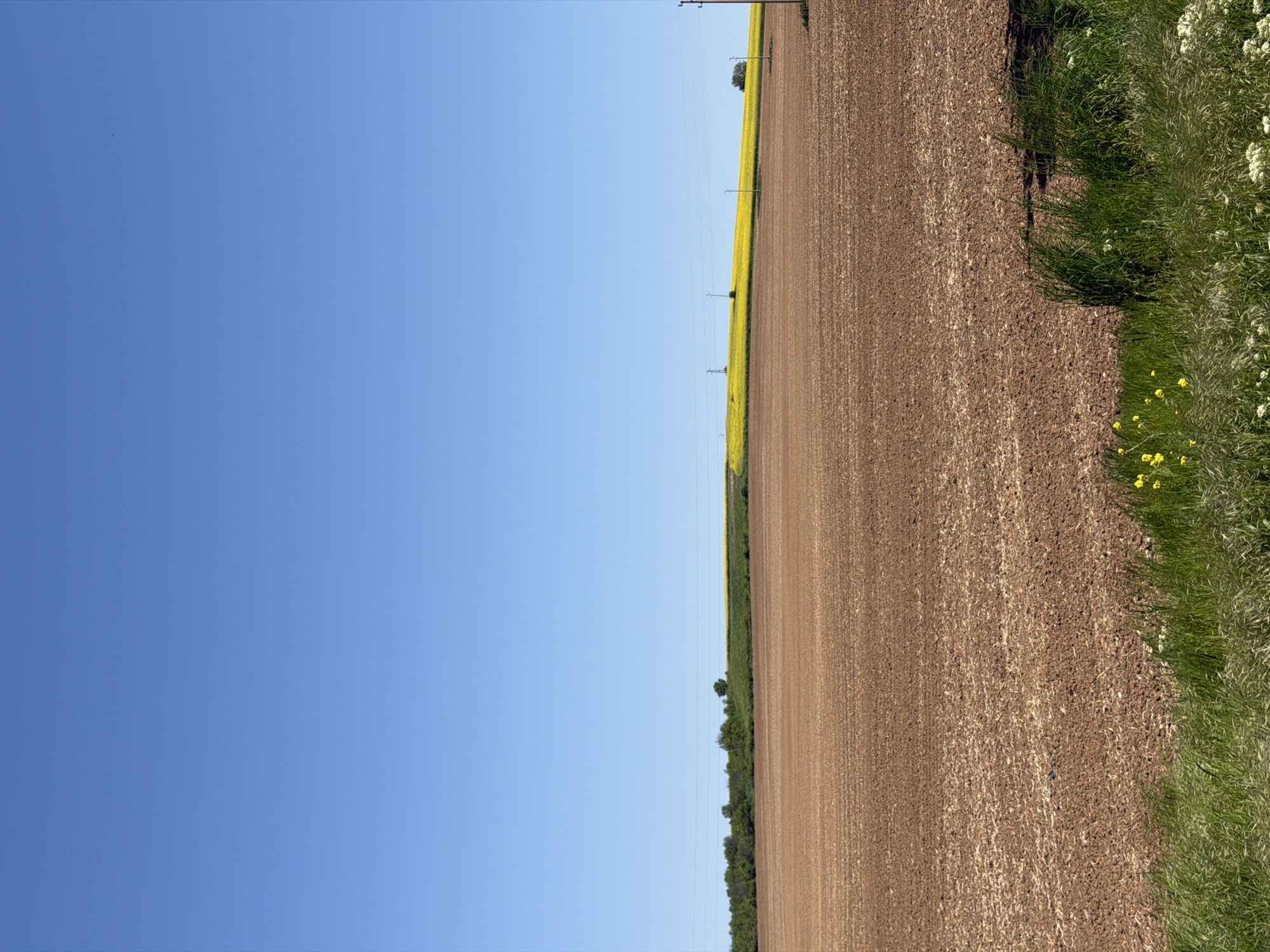 The image shows a field in Umarevtsi, Bulgaria. The field is brown, freshly plowed soil. To the right edge of the field, a strip of green grass and weeds grows, with small yellow and white flowers scattered throughout. A narrow strip of yellow flowers, possibly rapeseed, runs along the edge of the field, separating it from the sky. Power lines and utility poles are sparsely placed within the field. The sky above is a clear, bright blue.